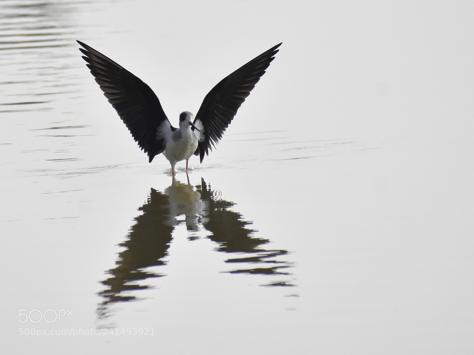 Nikon D3400 sample photo. Black winged stilt photography