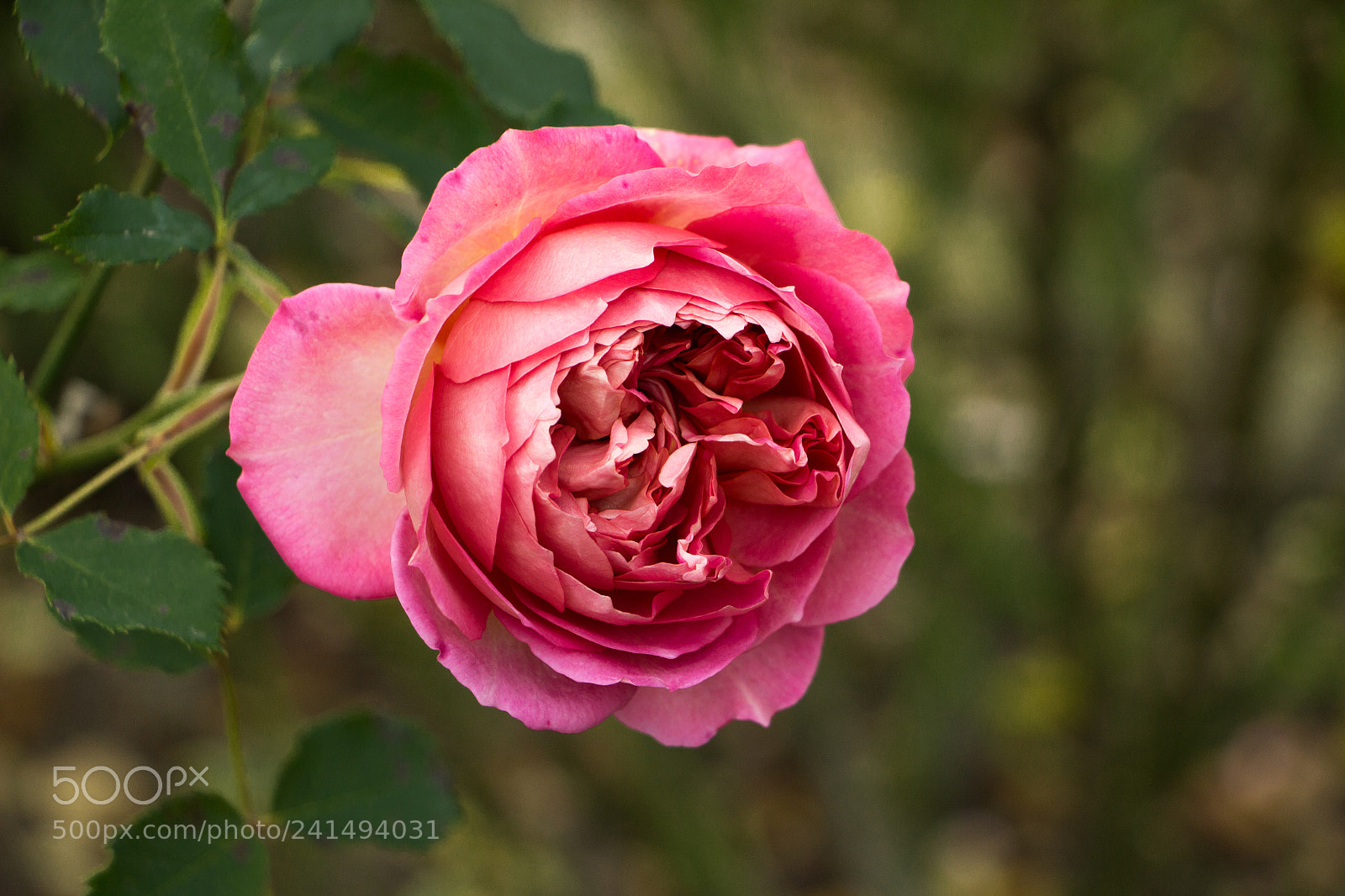 Canon EOS 700D (EOS Rebel T5i / EOS Kiss X7i) sample photo. Rose photography