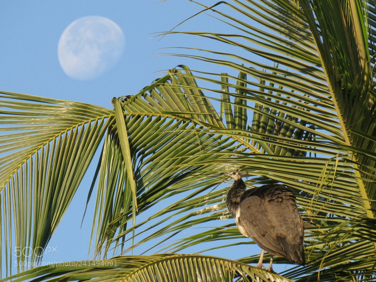 Canon PowerShot SX530 HS sample photo. Peahen with moon photography