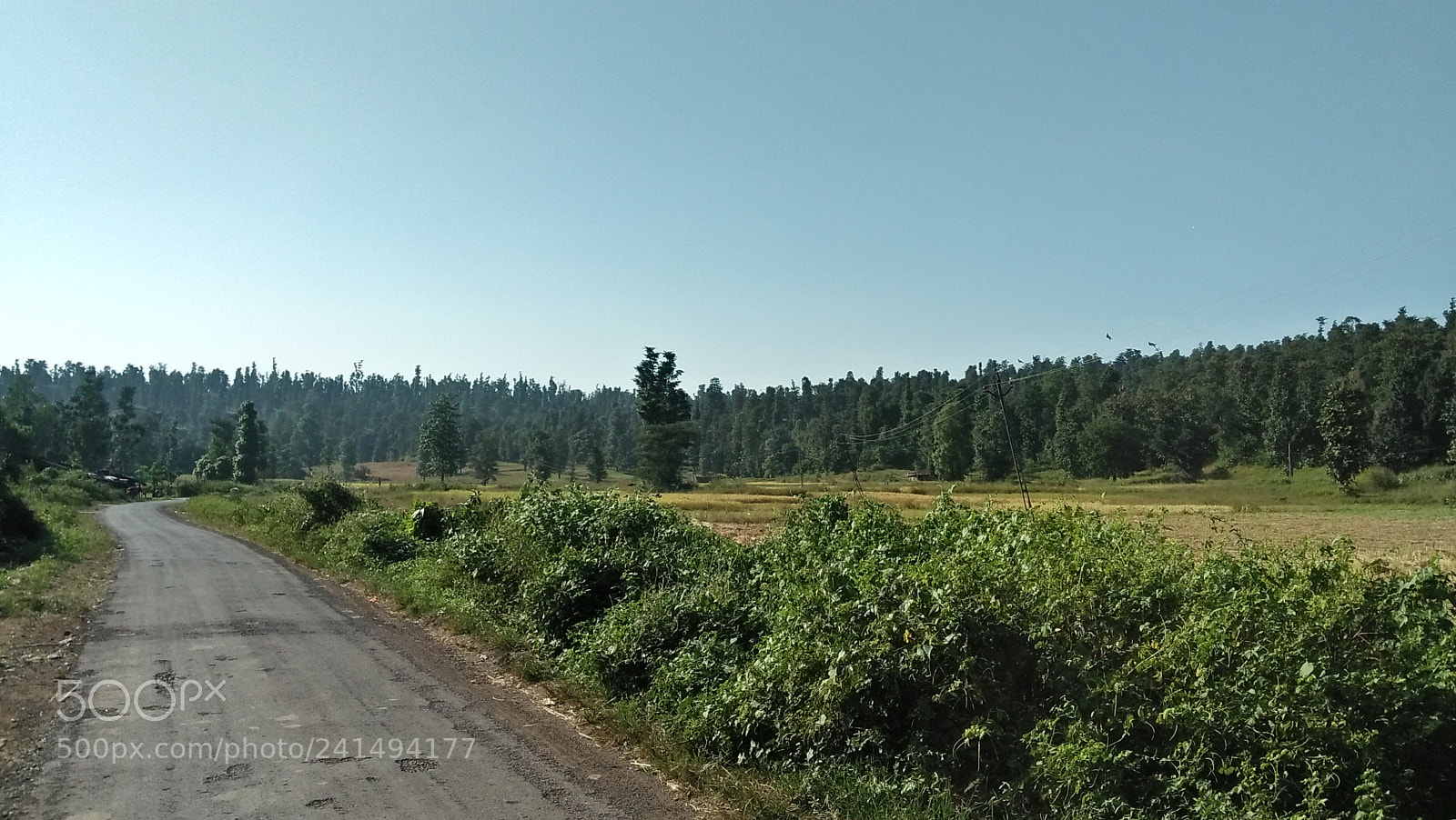 OPPO A37fw-International sample photo. Forest life photography