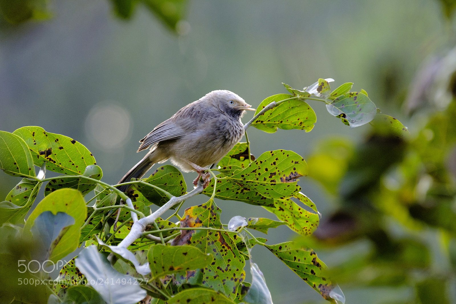 Fujifilm X-T2 sample photo. Yellow billed babbler photography