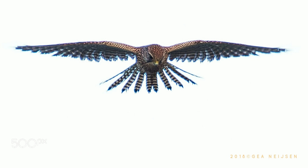 Olympus OM-D E-M1 Mark II sample photo. Bidden voor de lunch photography