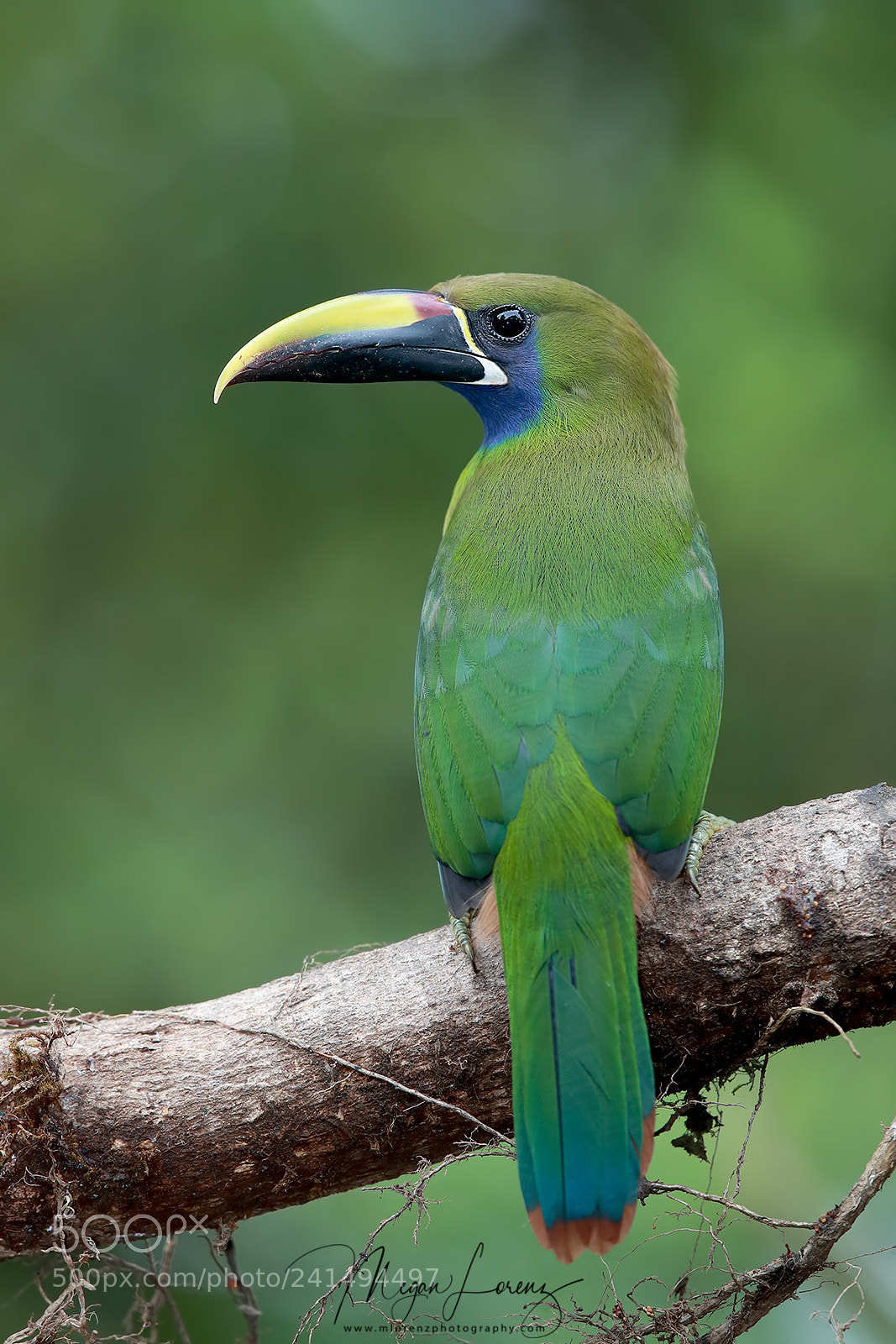 Canon EOS-1D X Mark II sample photo. Toucanet photography