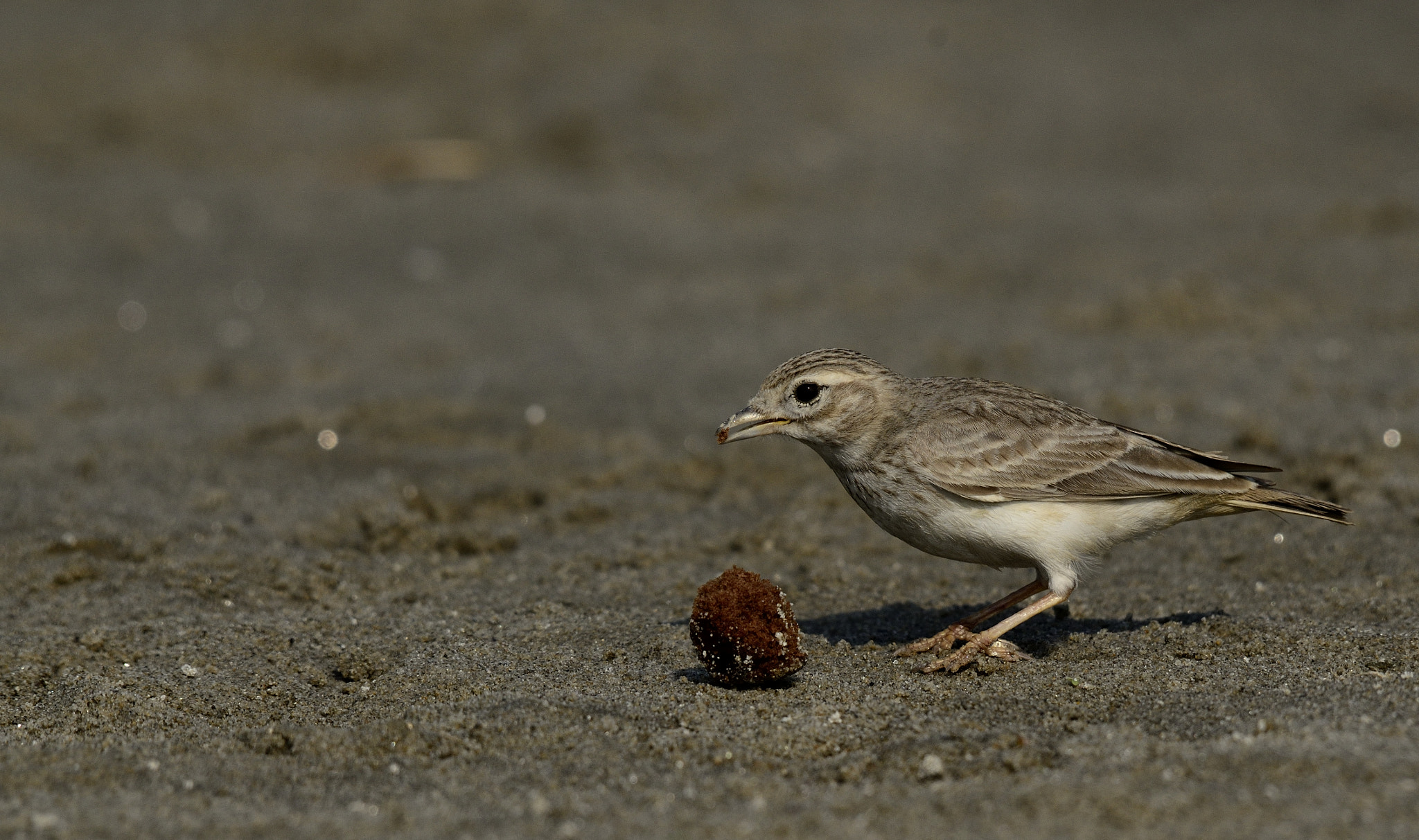 Nikon AF-S Nikkor 200-500mm F5.6E ED VR sample photo. Sand lark photography