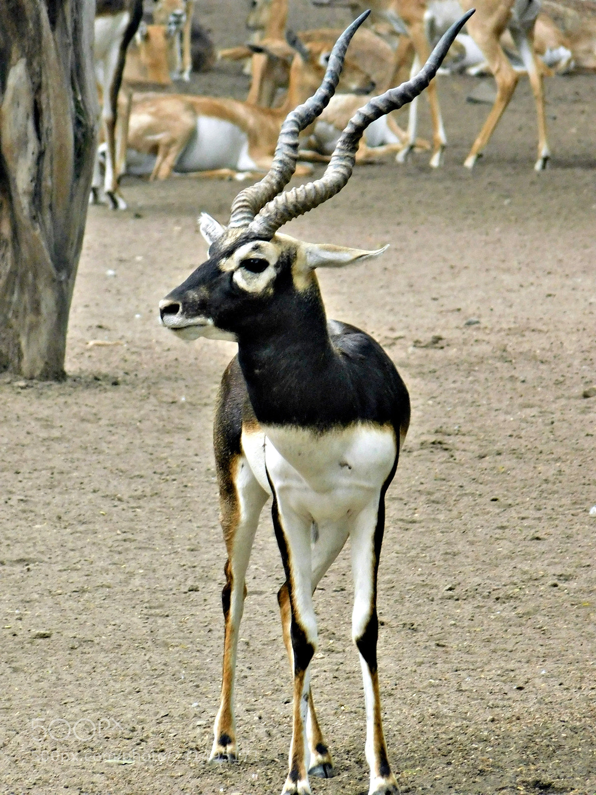 Nikon Coolpix B500 sample photo. Black deer photography