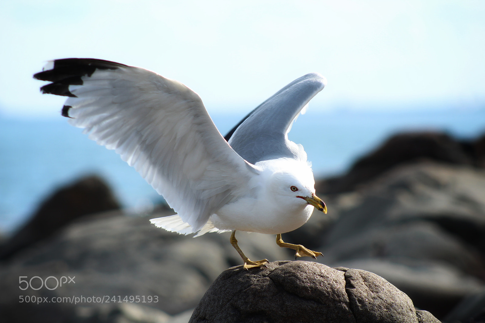 Canon EOS 1300D (EOS Rebel T6 / EOS Kiss X80) sample photo. Seagull photography