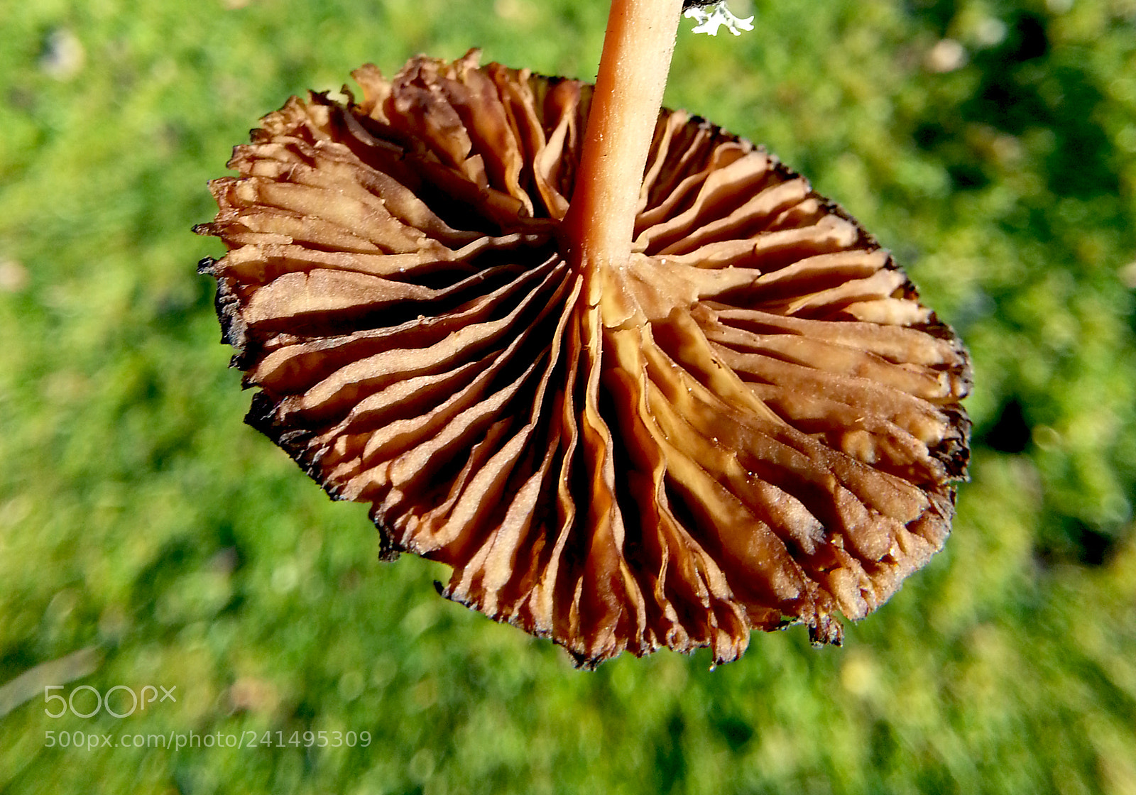 Samsung Galaxy Note2 sample photo. Mushroom photography