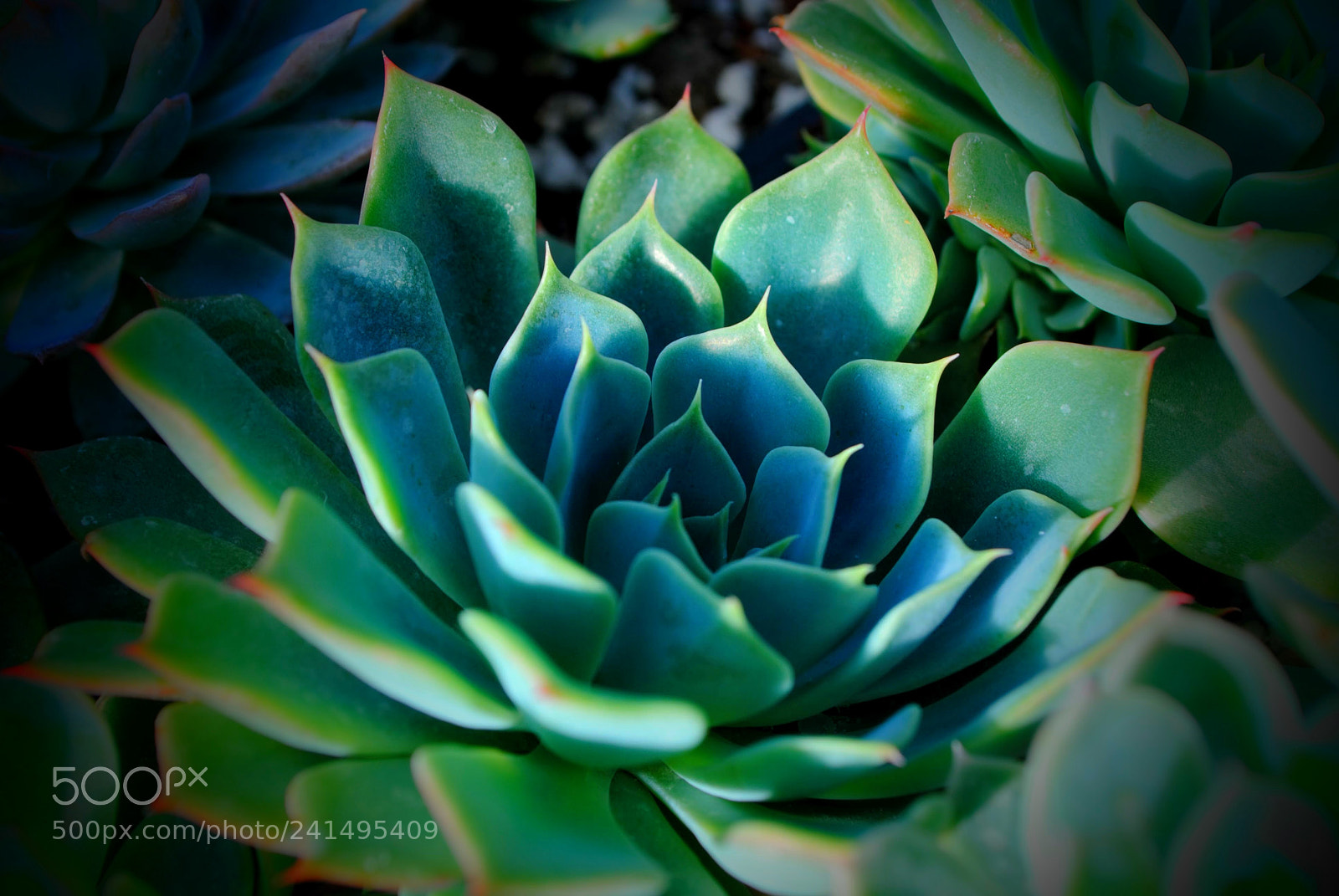 Nikon D3000 sample photo. Succulent plant photography