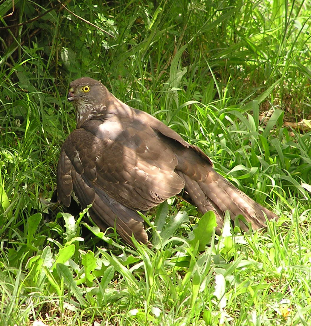 Olympus C740UZ sample photo. Bird of prey photography