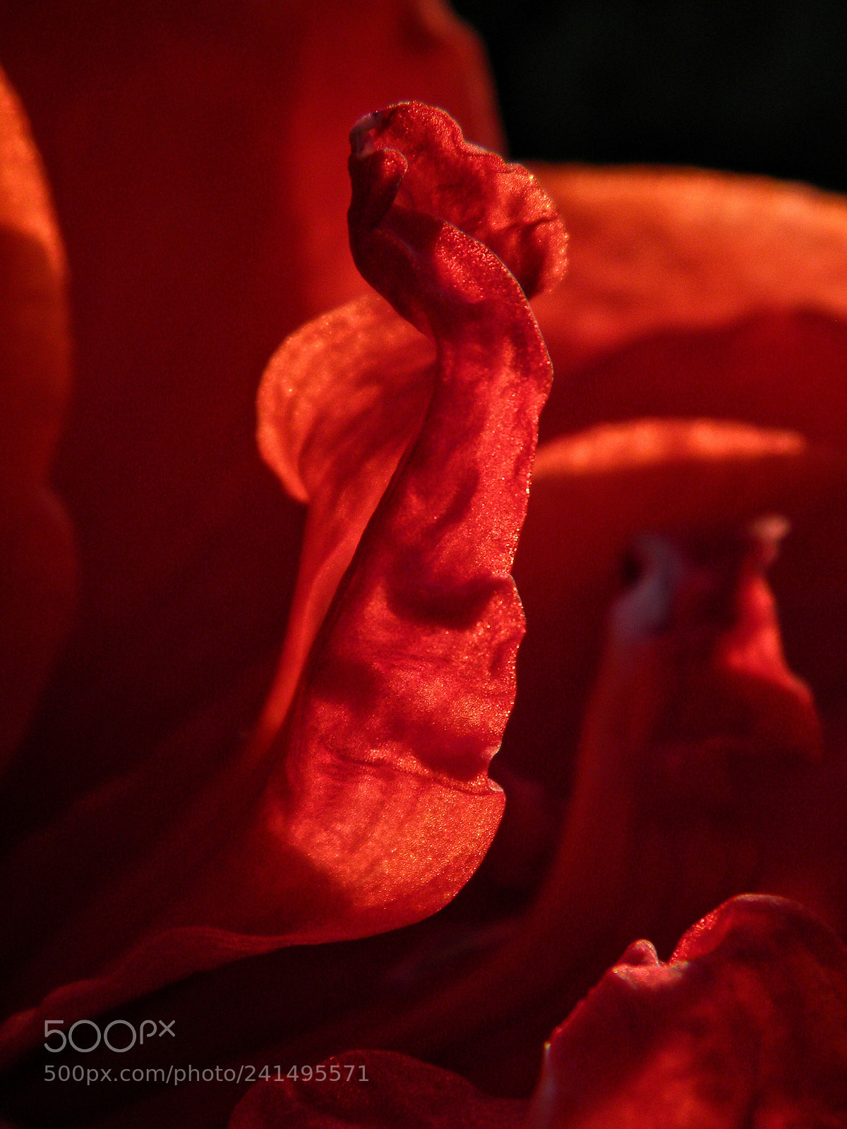 Nikon Coolpix L100 sample photo. Hippeastrum5 photography