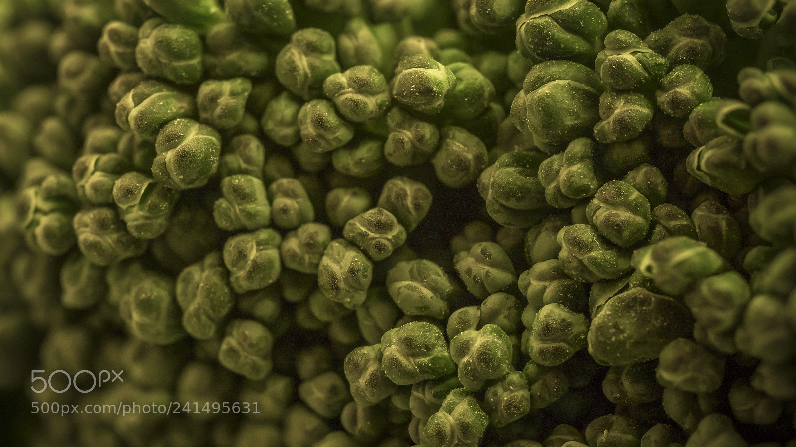 Panasonic Lumix DMC-GX8 sample photo. Broccoli macro photography