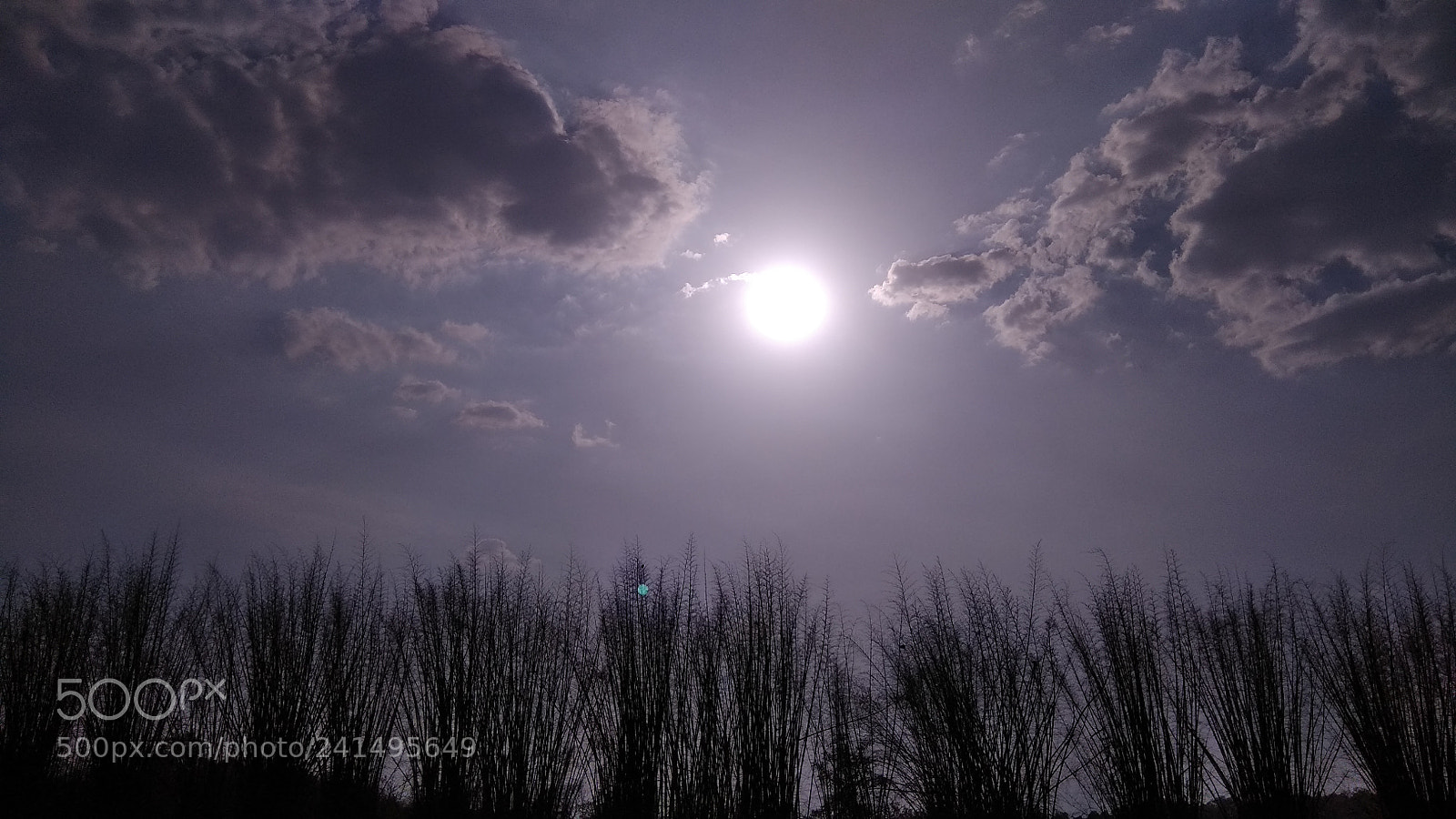 Xiaomi Redmi Note 4 sample photo. Bamboo field photography