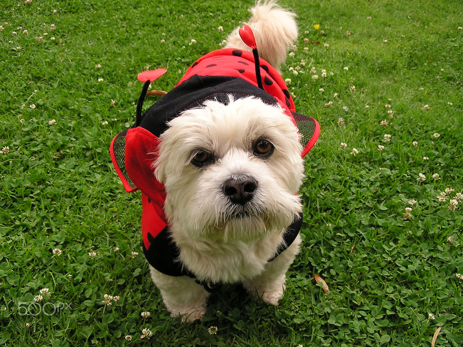 Olympus C740UZ sample photo. Ladybug dog photography