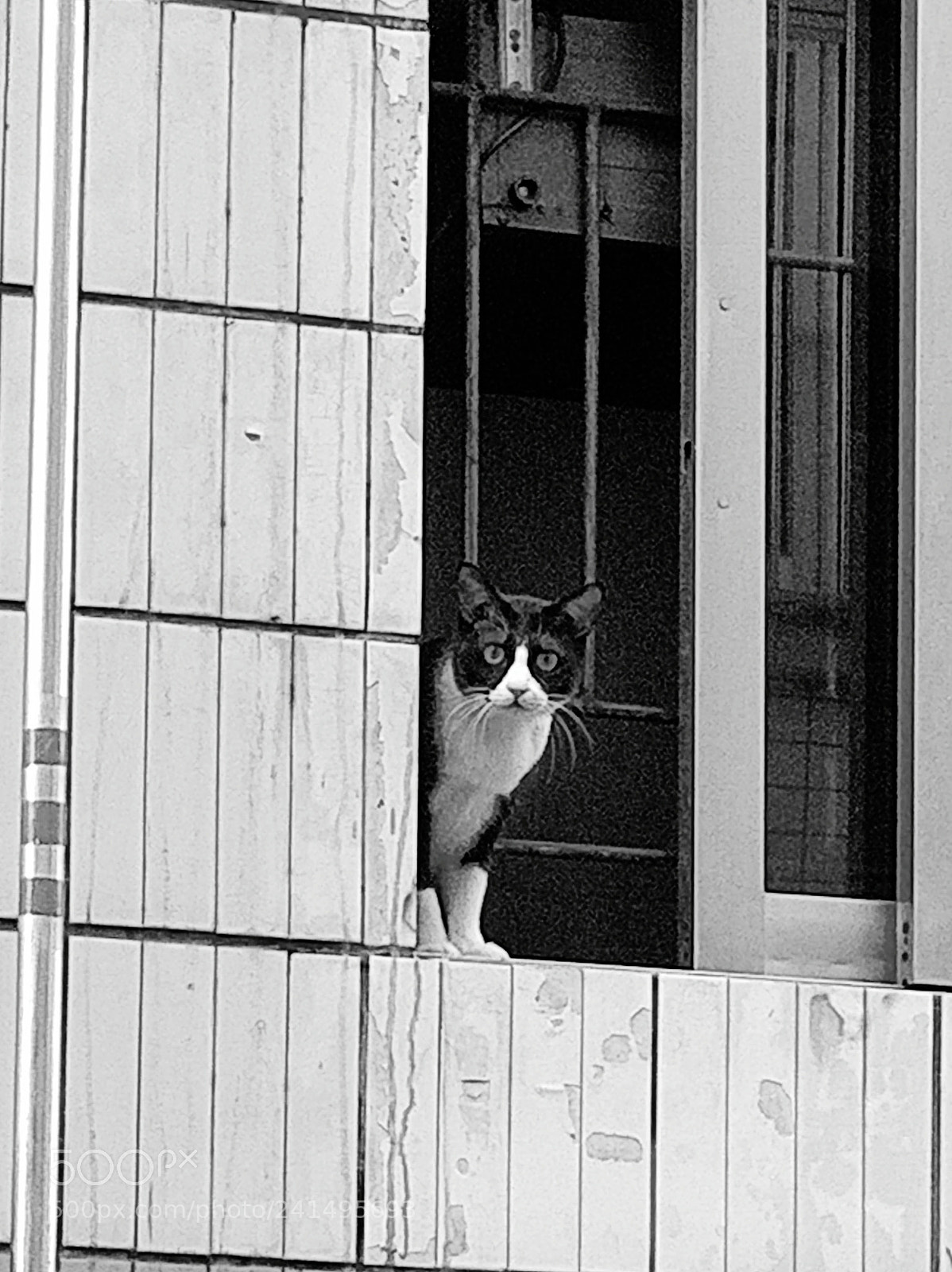 OnePlus 5 sample photo. Cat photography