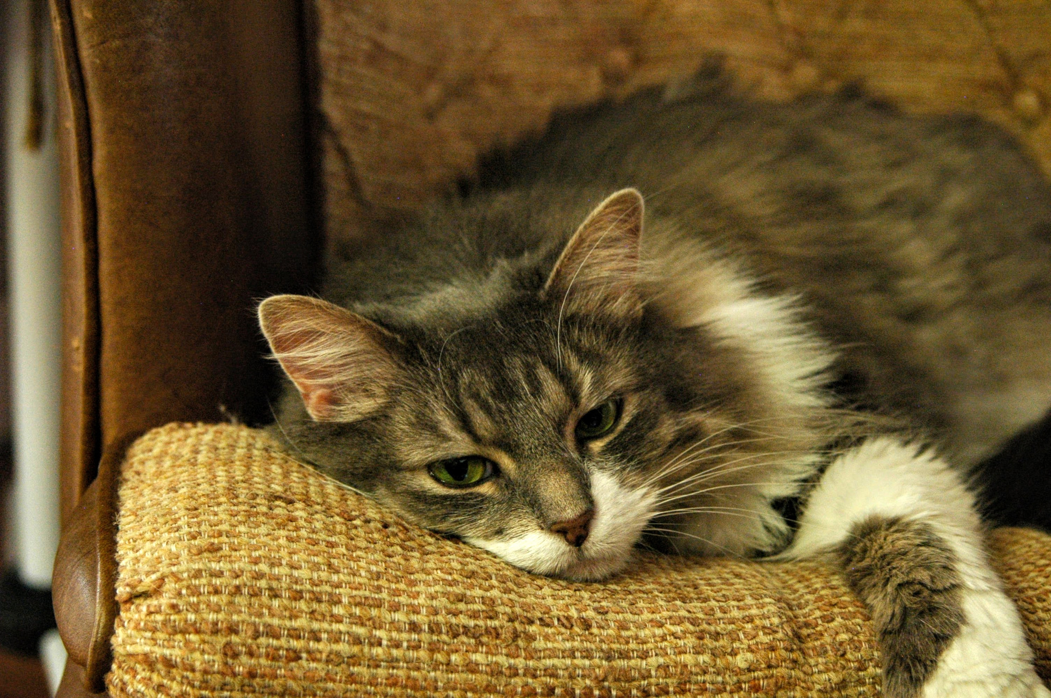 Nikon D70 sample photo. The defeated mittens photography