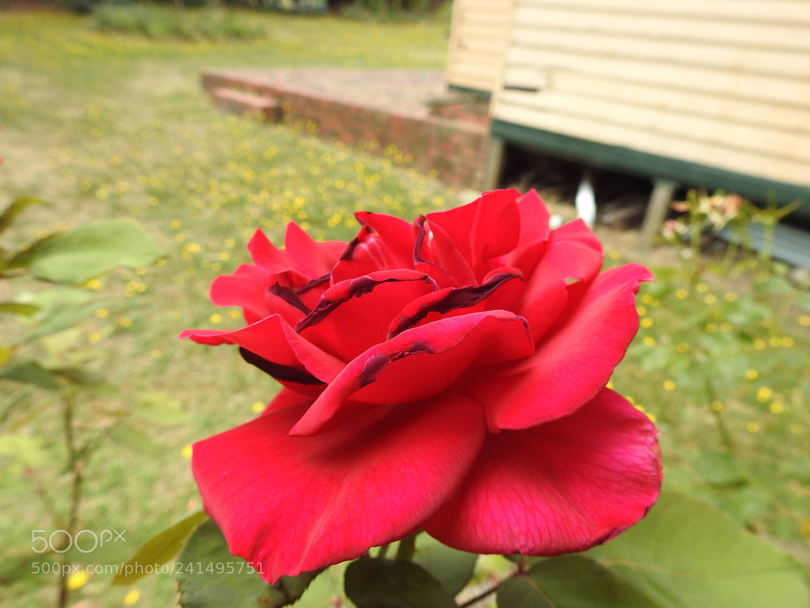 Nikon Coolpix P900 sample photo. A rose no longer photography