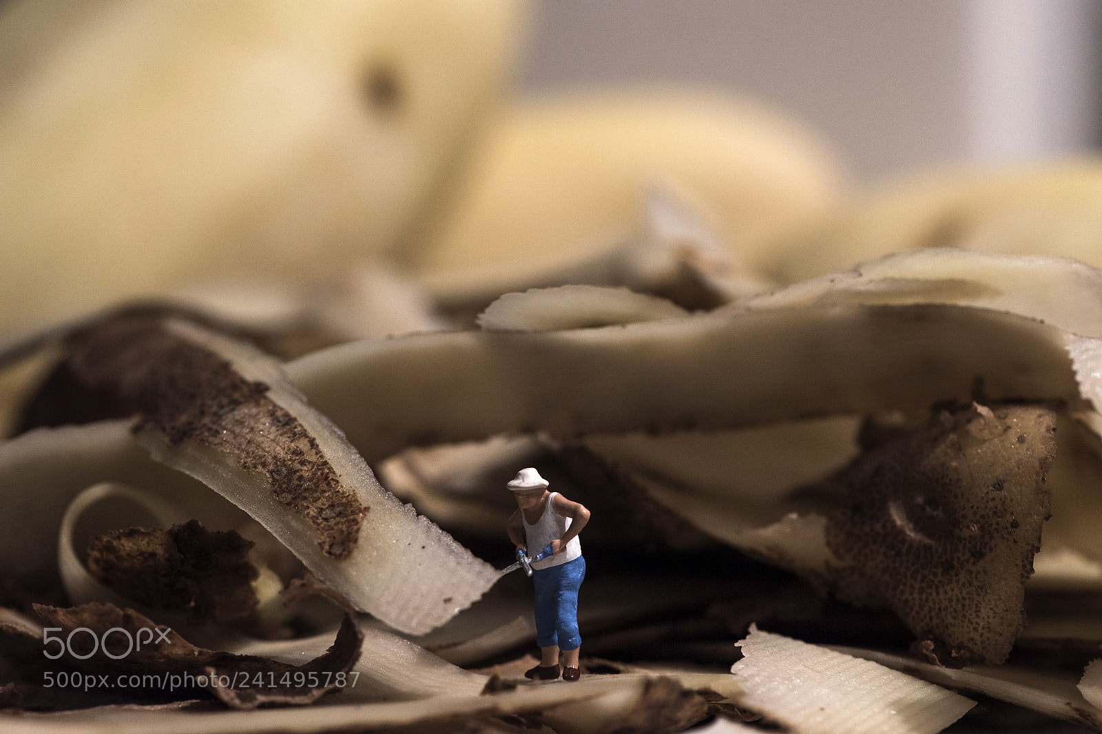 Nikon D810 sample photo. Pruning potatoes photography