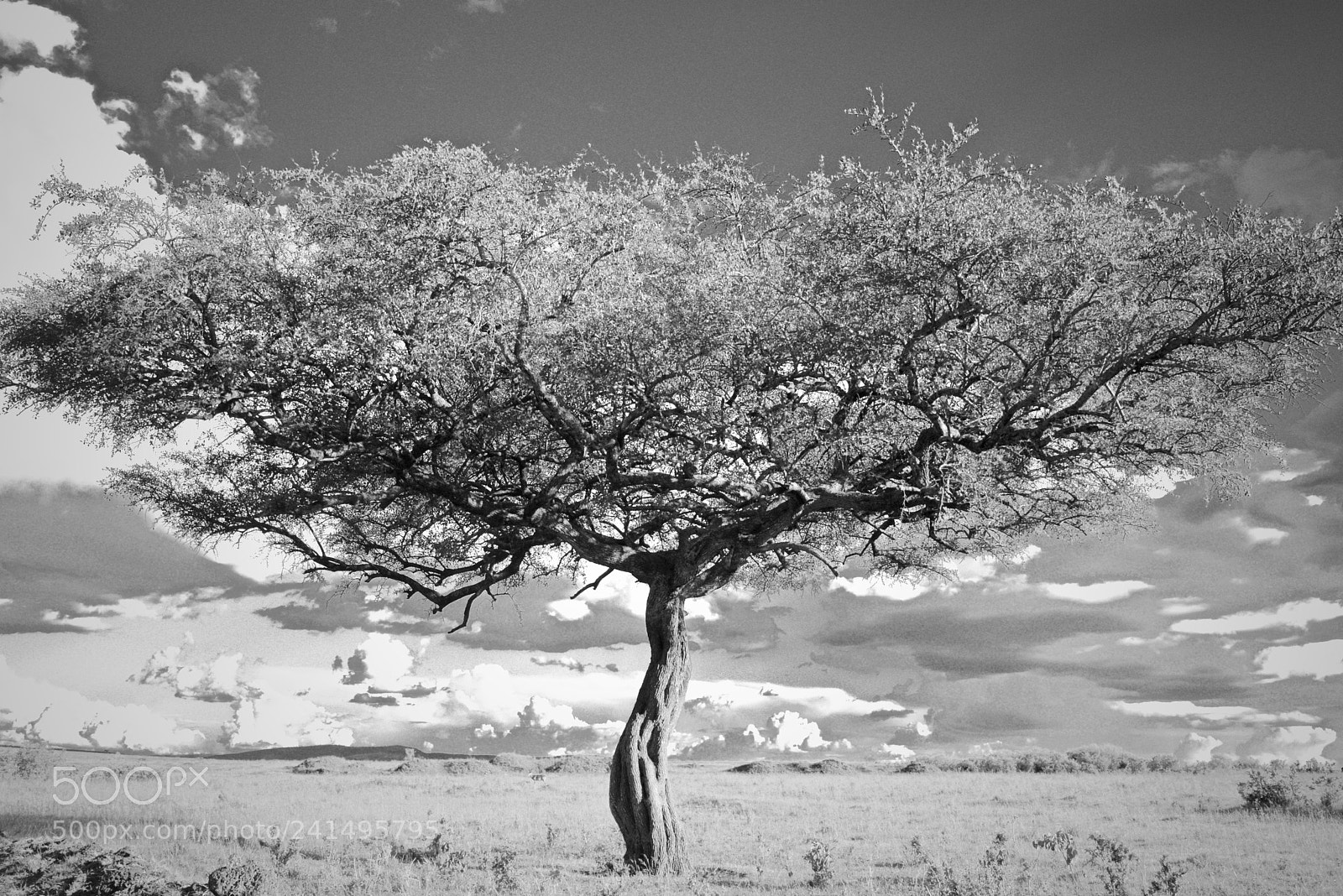 Nikon D800 sample photo. Fullsizeoutput photography
