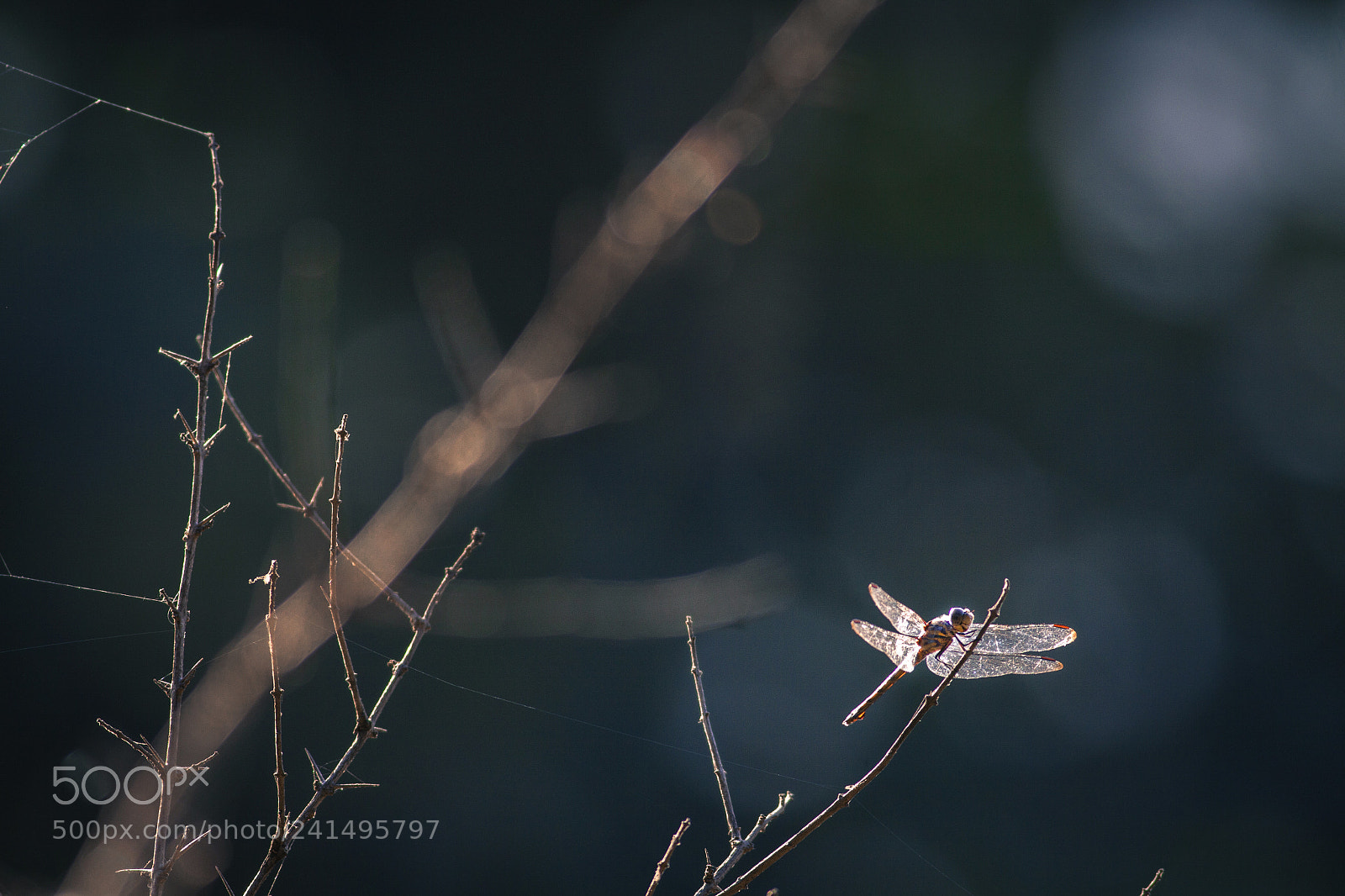 Canon EOS 50D sample photo. Dragonfly photography