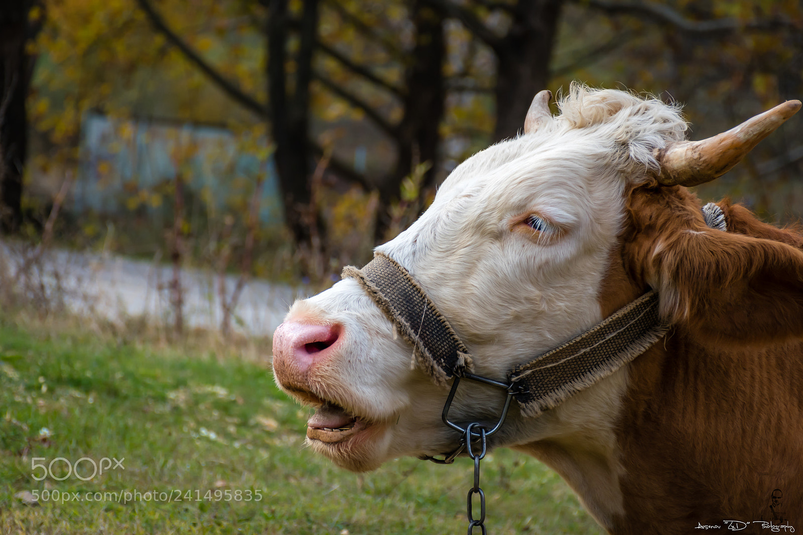 Nikon D5500 sample photo. Cow portrait photography