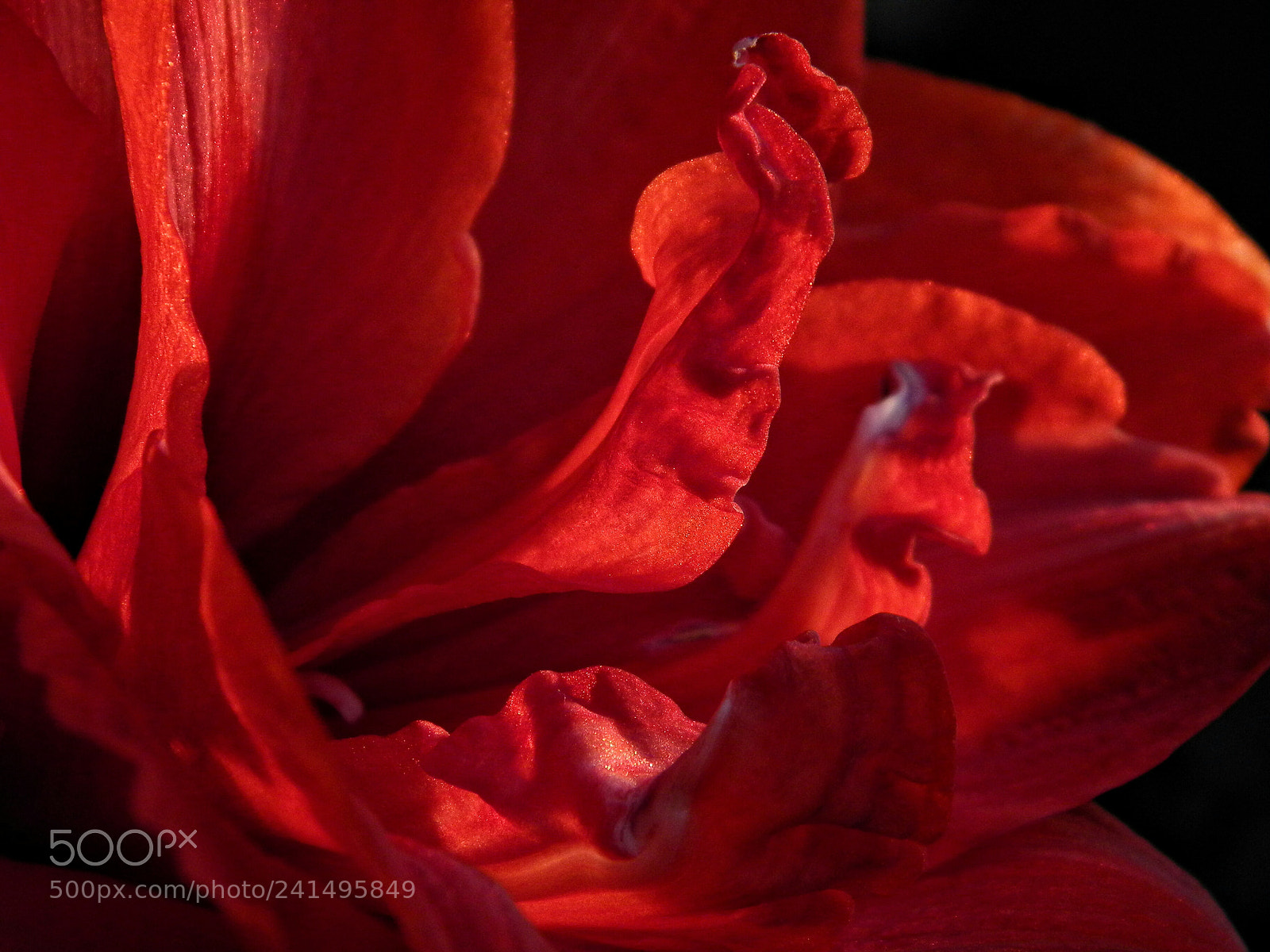 Nikon Coolpix L100 sample photo. Hippeastrum6 photography