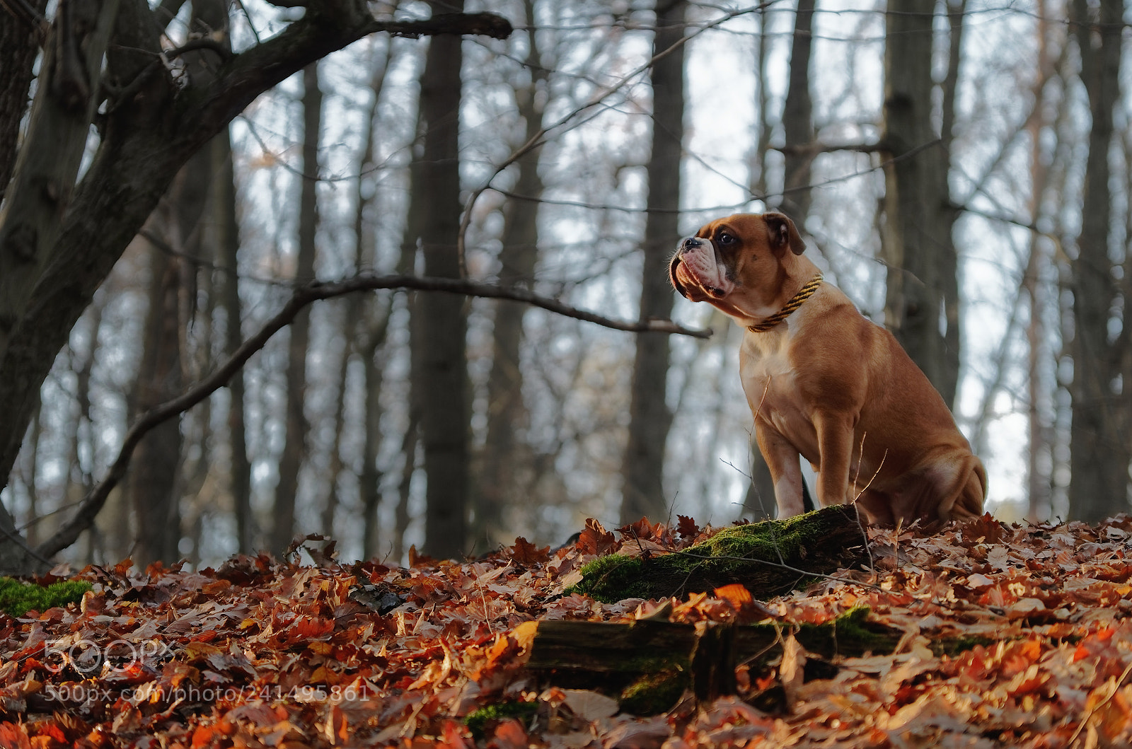 Pentax K-50 sample photo. Continental bulldog debi. photography