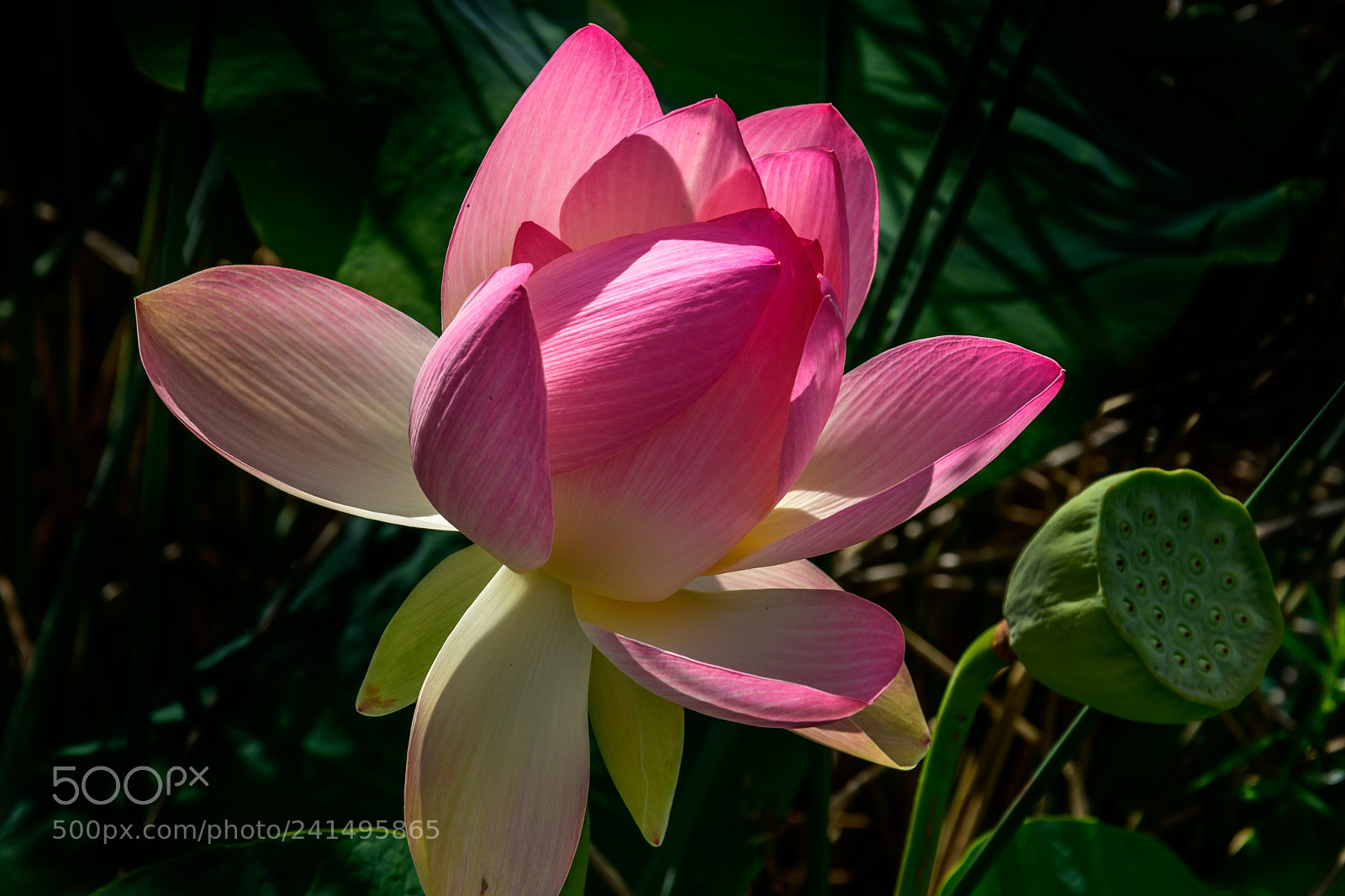 Nikon D7500 sample photo. Carolina queen lotus photography