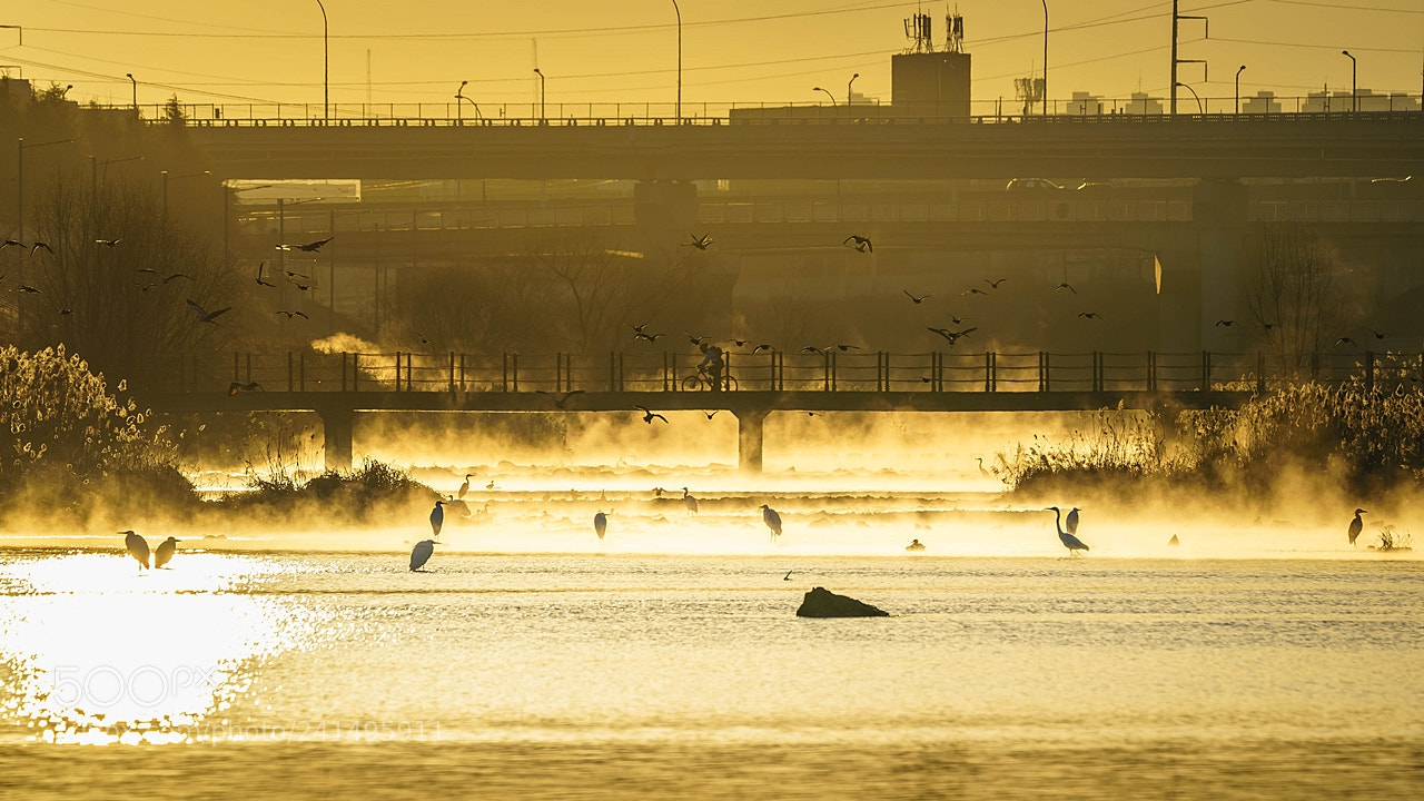 Sony a9 sample photo. Coexistence. photography
