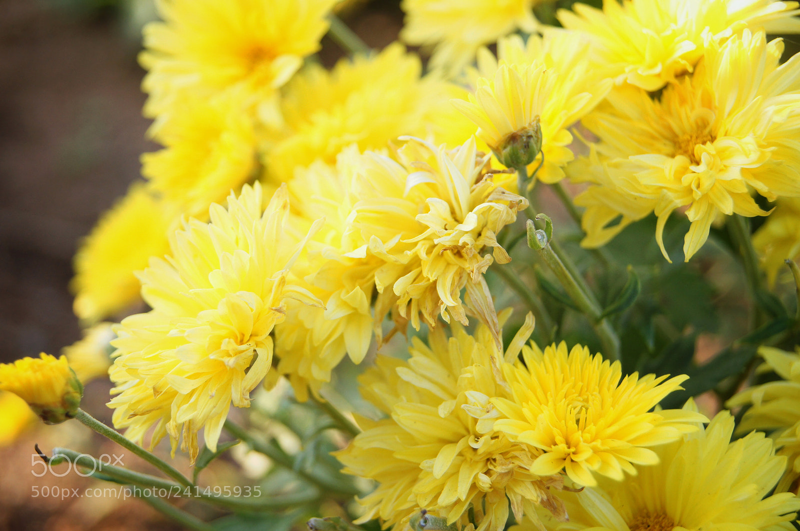 Sony SLT-A35 sample photo. Yellow flowers in the photography