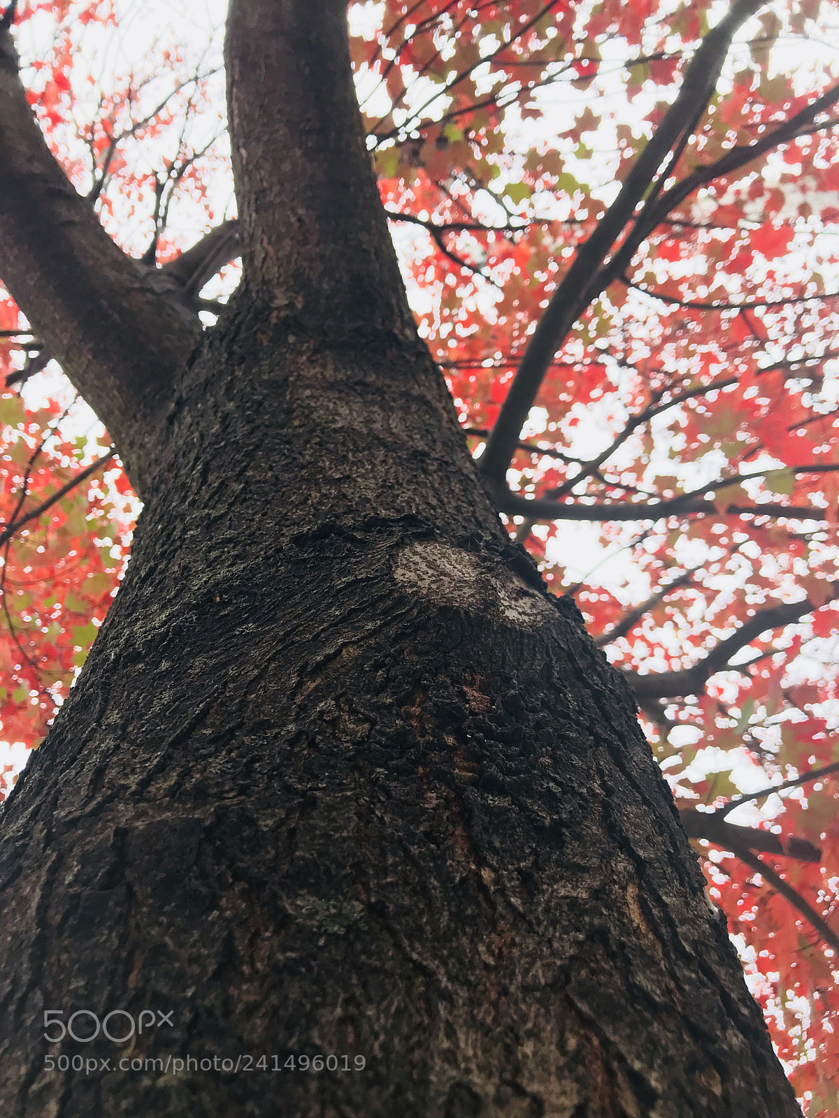 Apple iPhone 7 Plus sample photo. Fall was in the photography