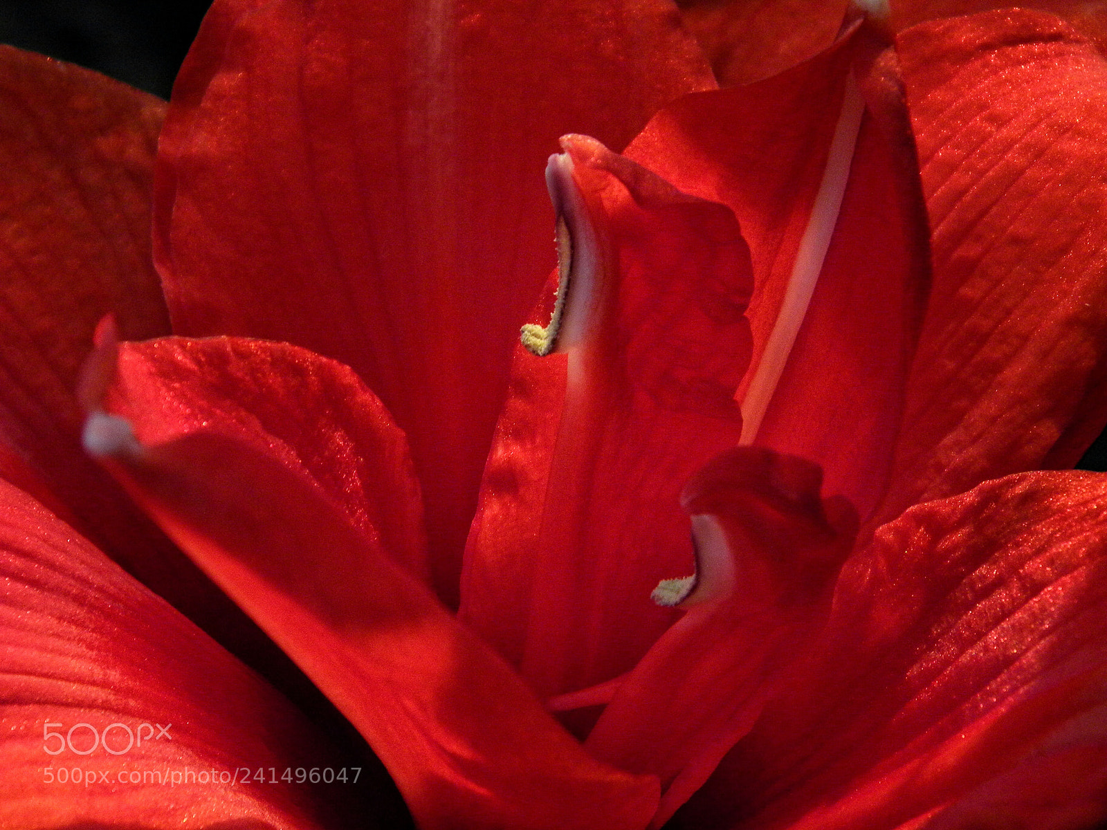 Nikon Coolpix L100 sample photo. Hippeastrum7 photography