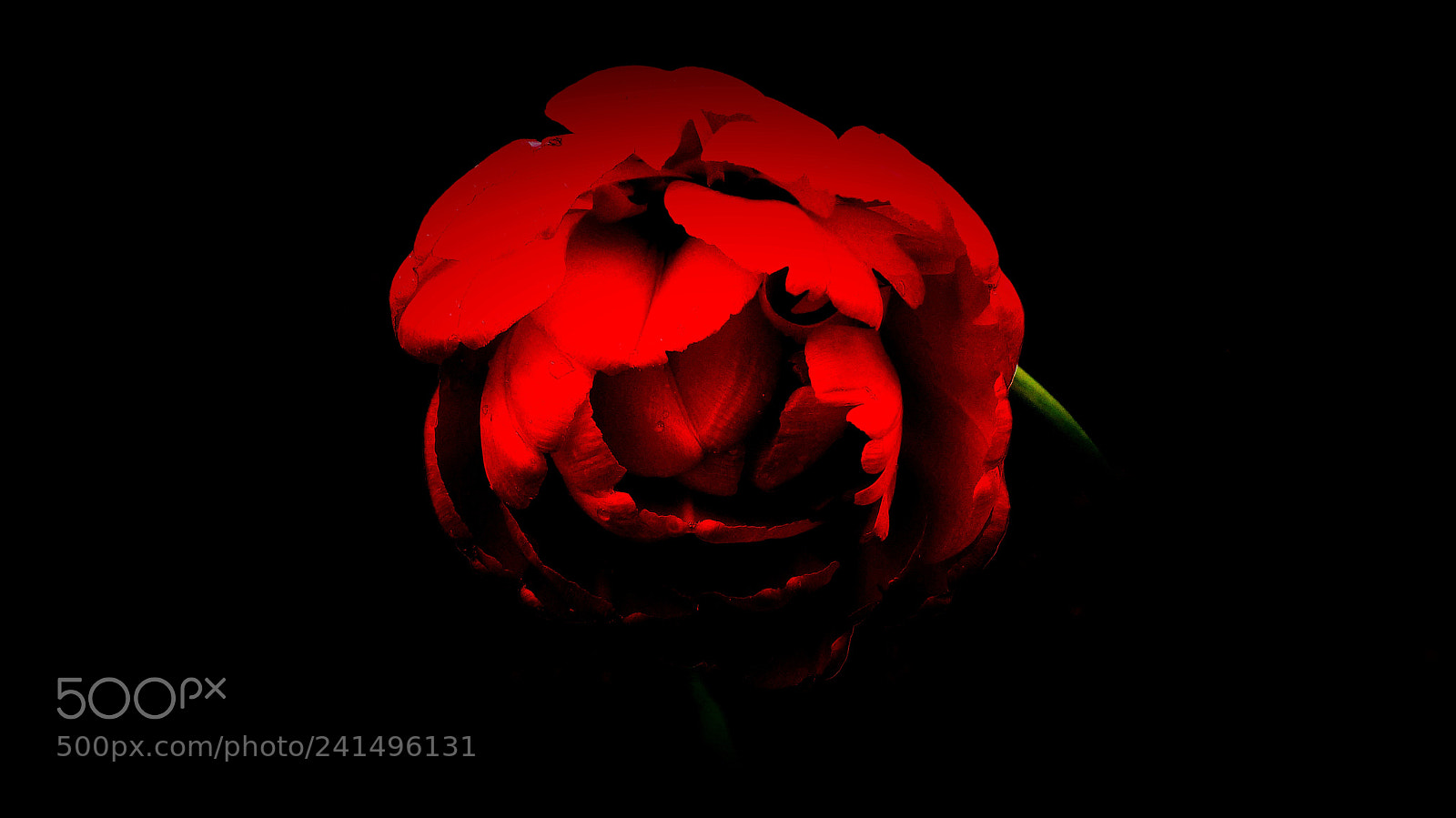 Panasonic Lumix DMC-FZ200 sample photo. Red tulip photography