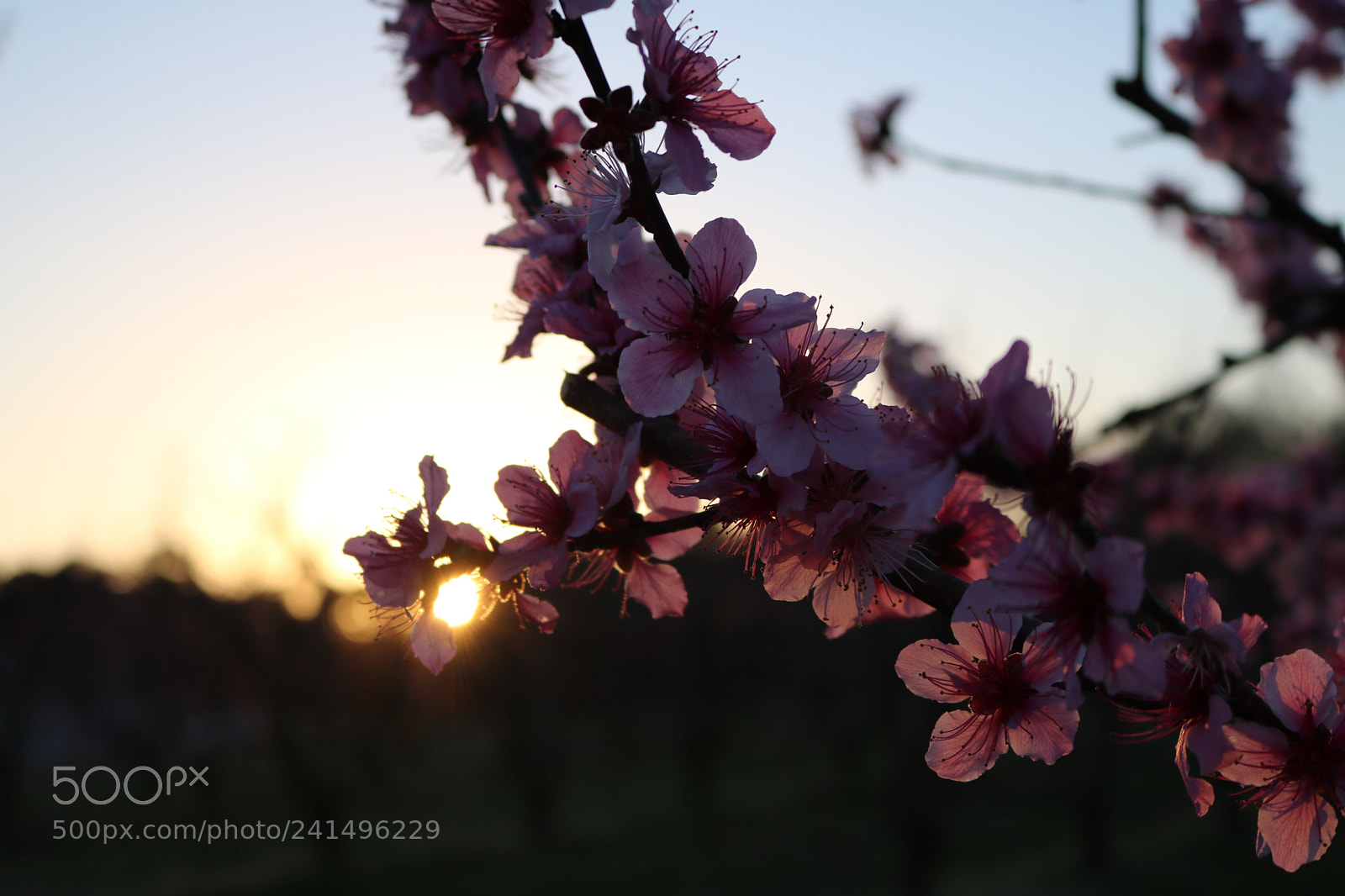 Canon EOS 750D (EOS Rebel T6i / EOS Kiss X8i) sample photo. Blossom photography