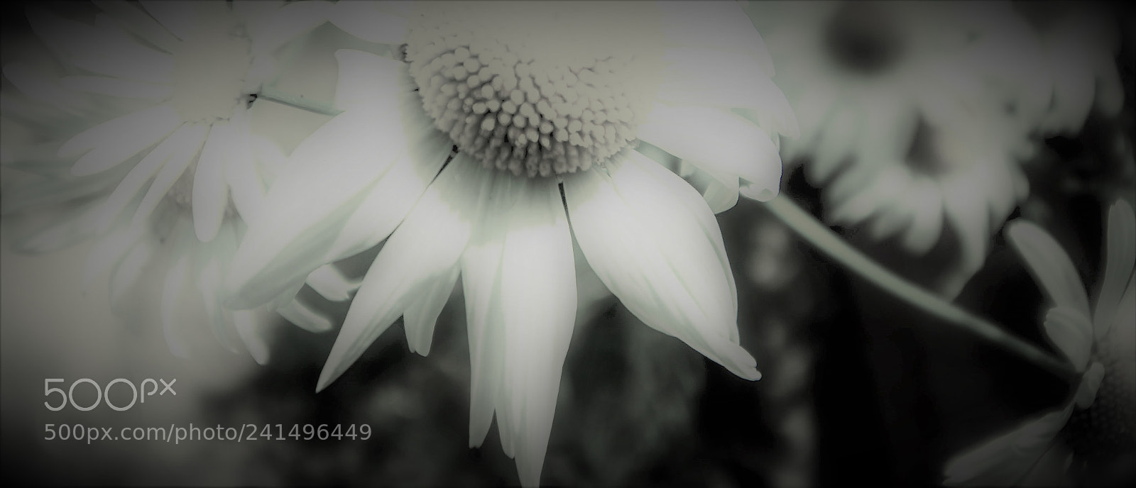 Canon EOS 650D (EOS Rebel T4i / EOS Kiss X6i) sample photo. Coté jardin photography