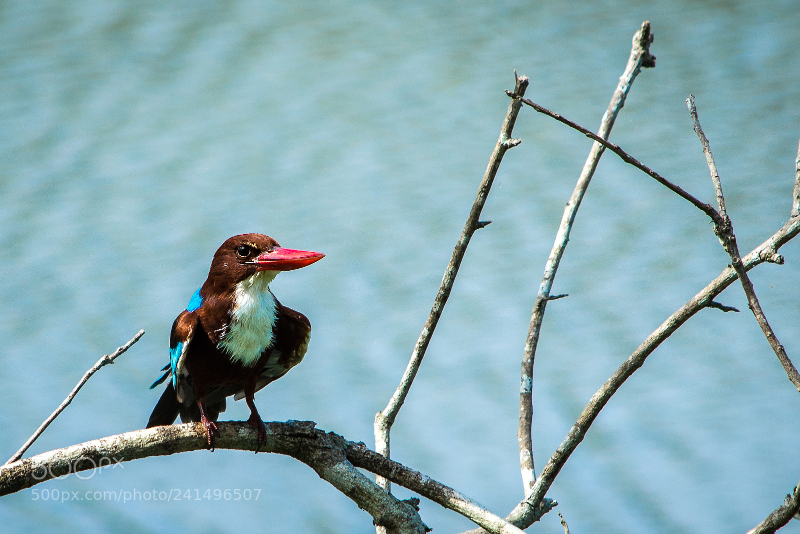 Nikon D7200 sample photo. Kingfisher photography