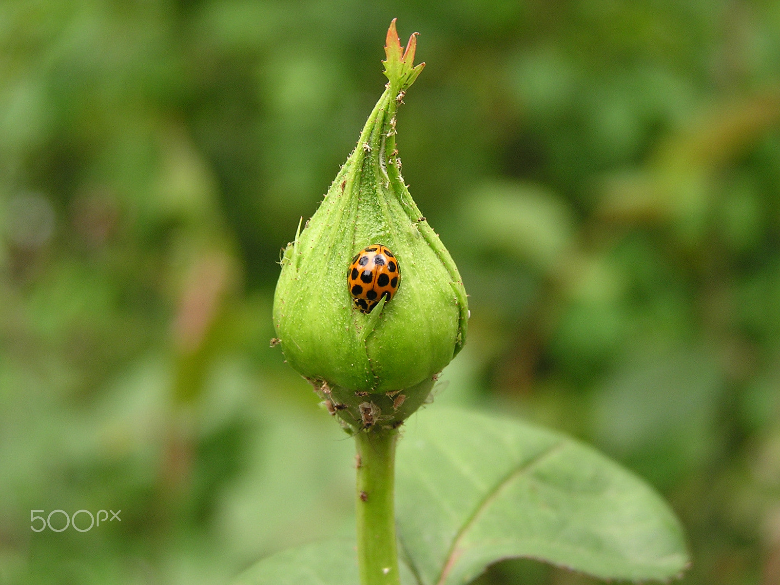 Olympus C740UZ sample photo. Ladybird or ladybug on rose bud photography