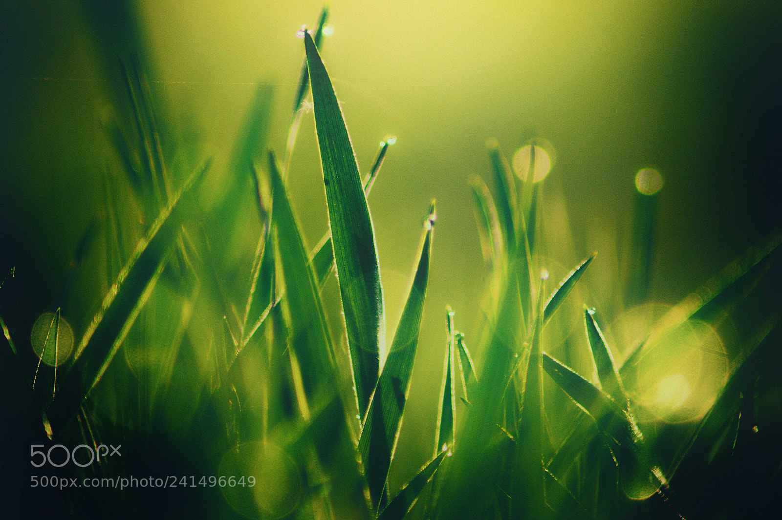 Sony SLT-A58 sample photo. Layers of grass photography