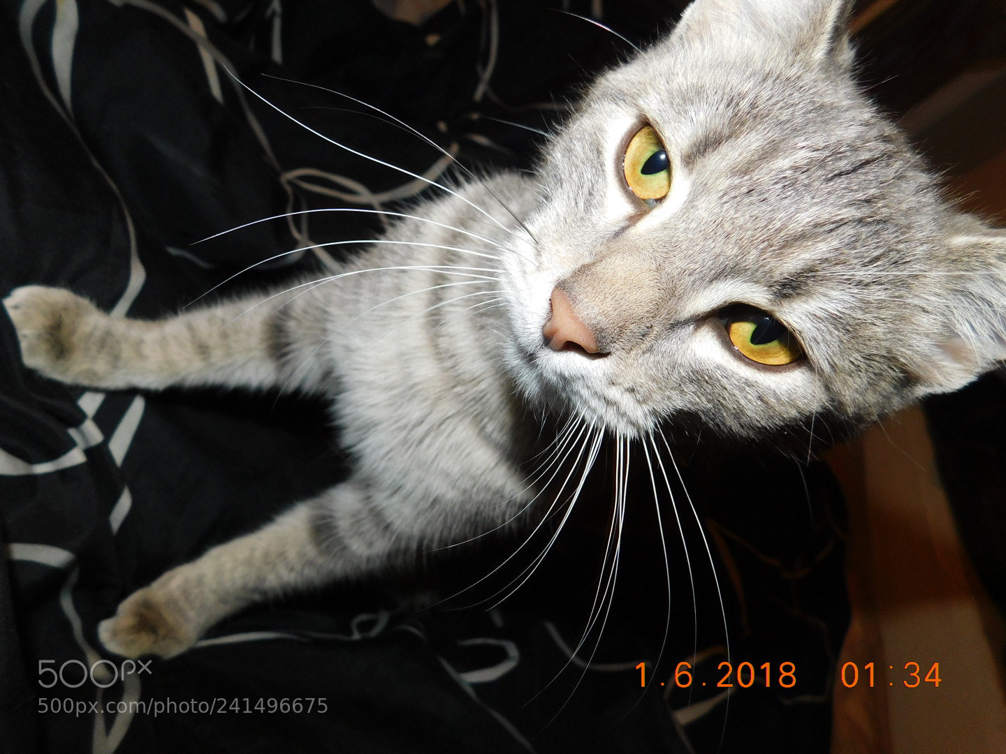 Nikon Coolpix B500 sample photo. Luna ? photography