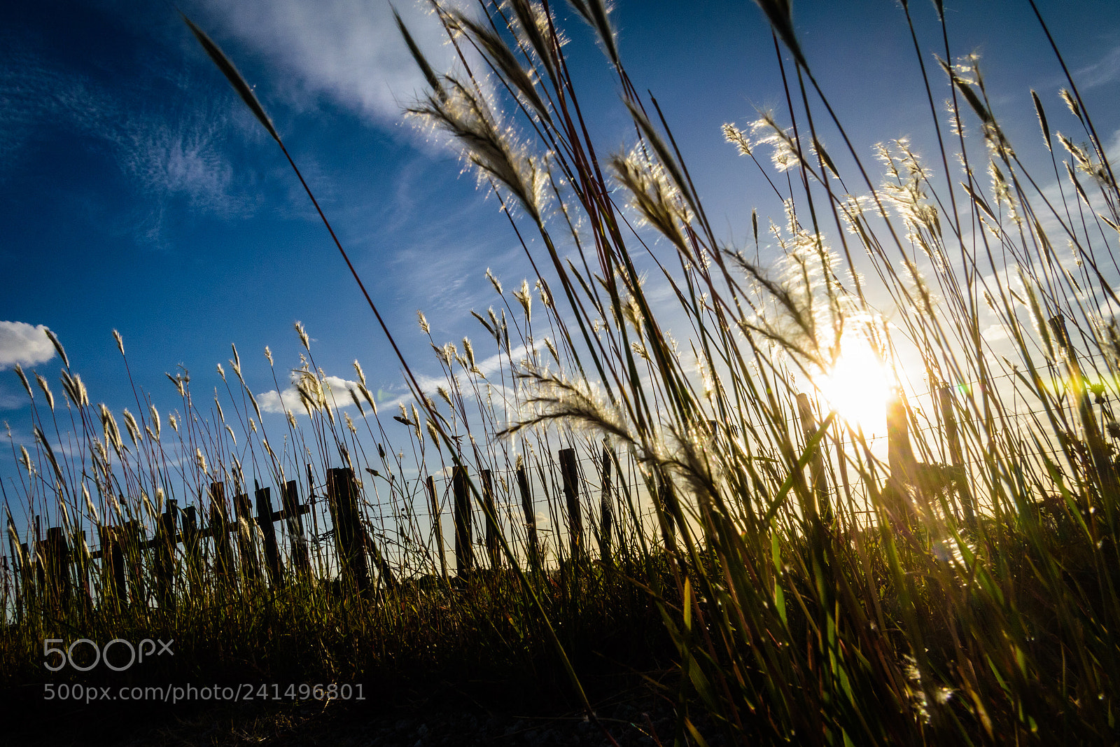Nikon D5500 sample photo. Camargue sun photography