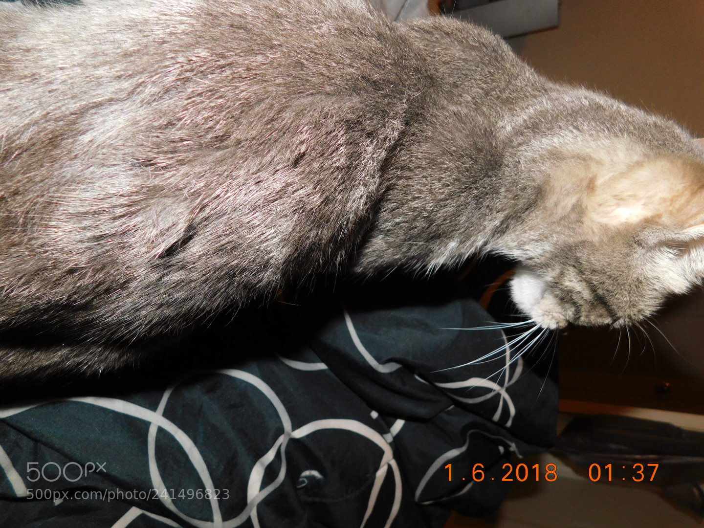 Nikon Coolpix B500 sample photo. Luna ? photography