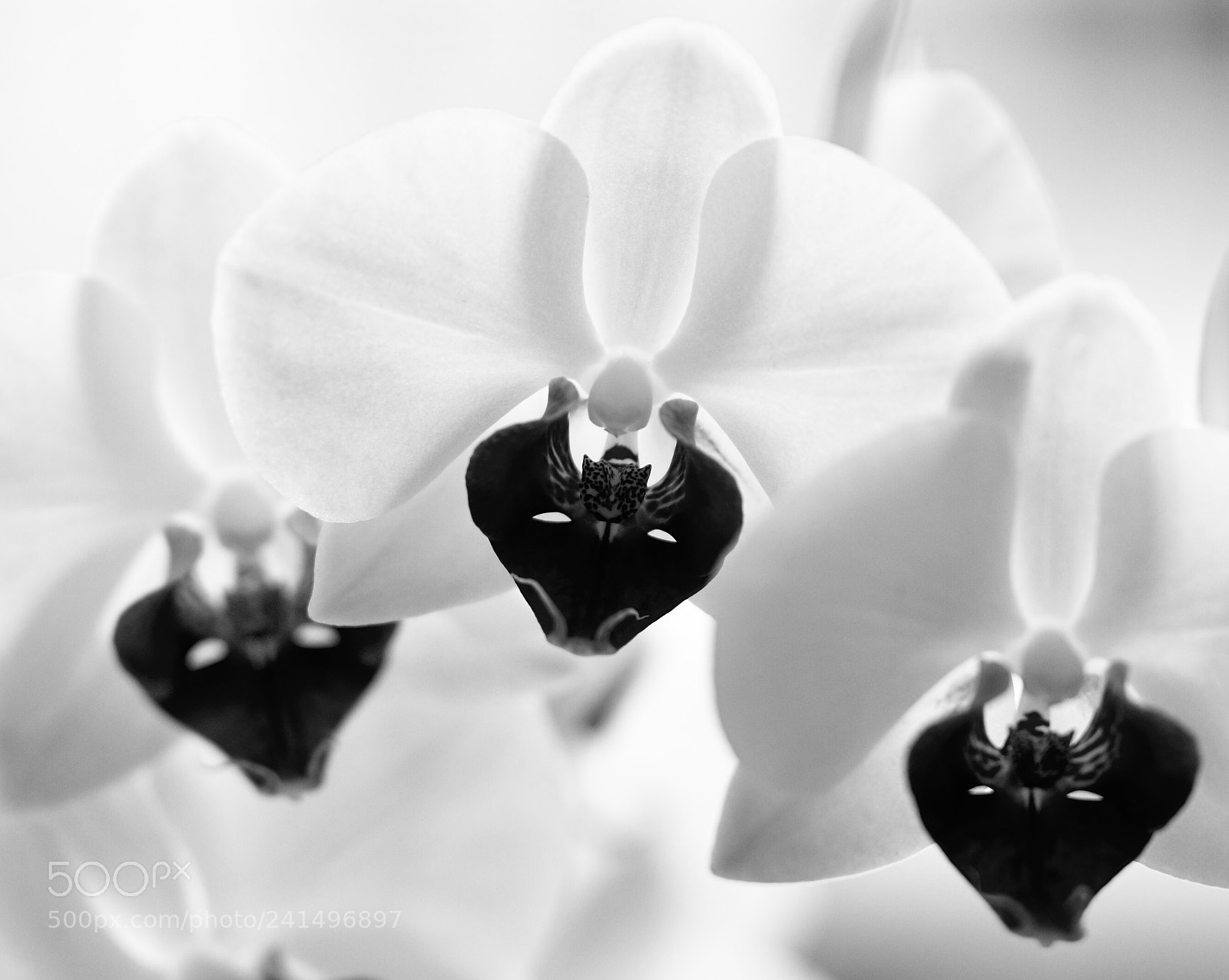 Nikon D7000 sample photo. Orchids  photography