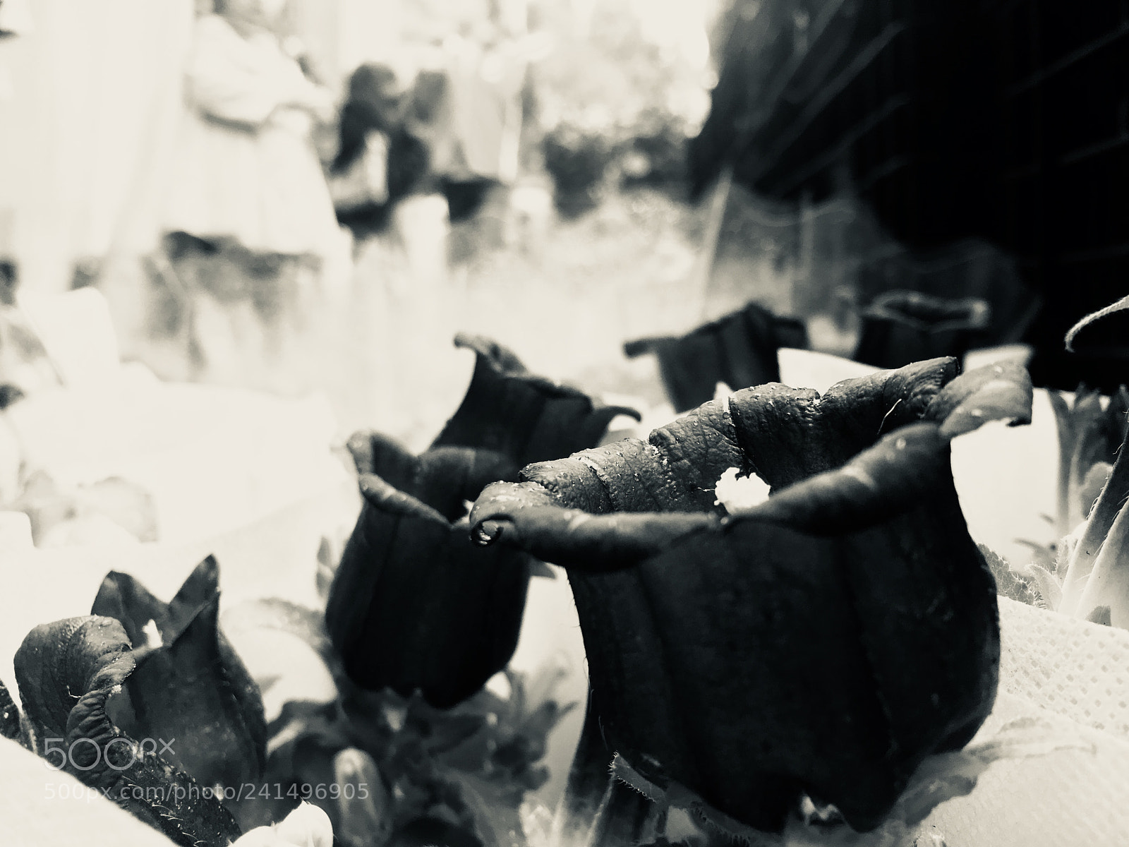 Apple iPhone 6s sample photo. Canterbury bells photography