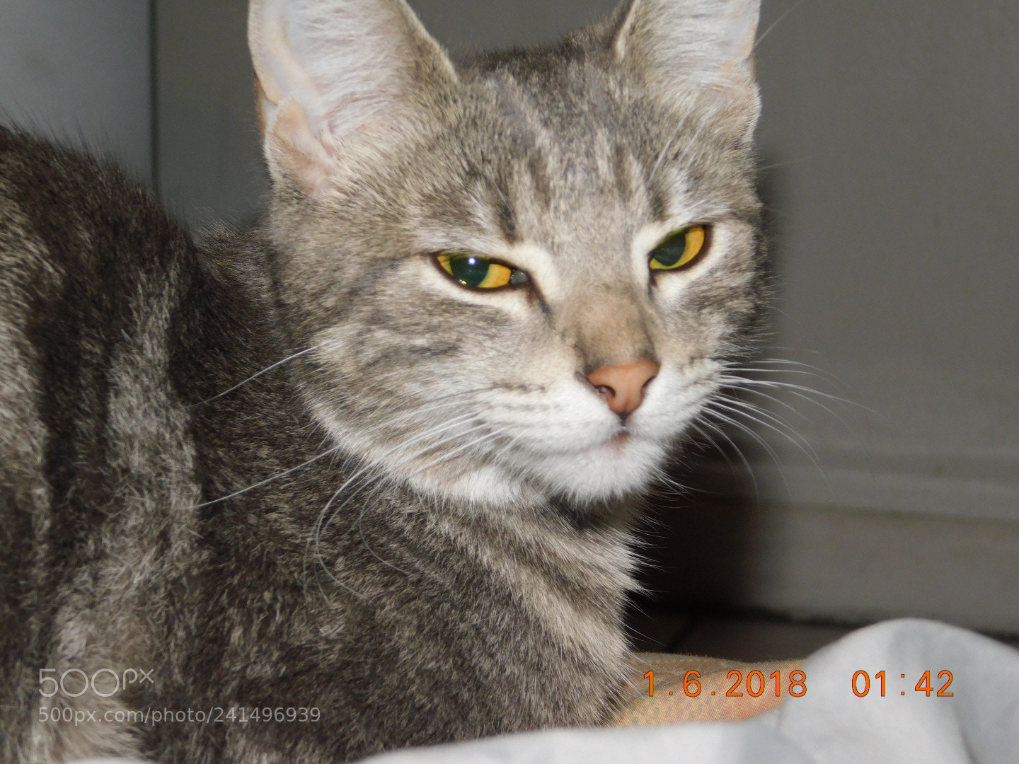 Nikon Coolpix B500 sample photo. Luna ? photography