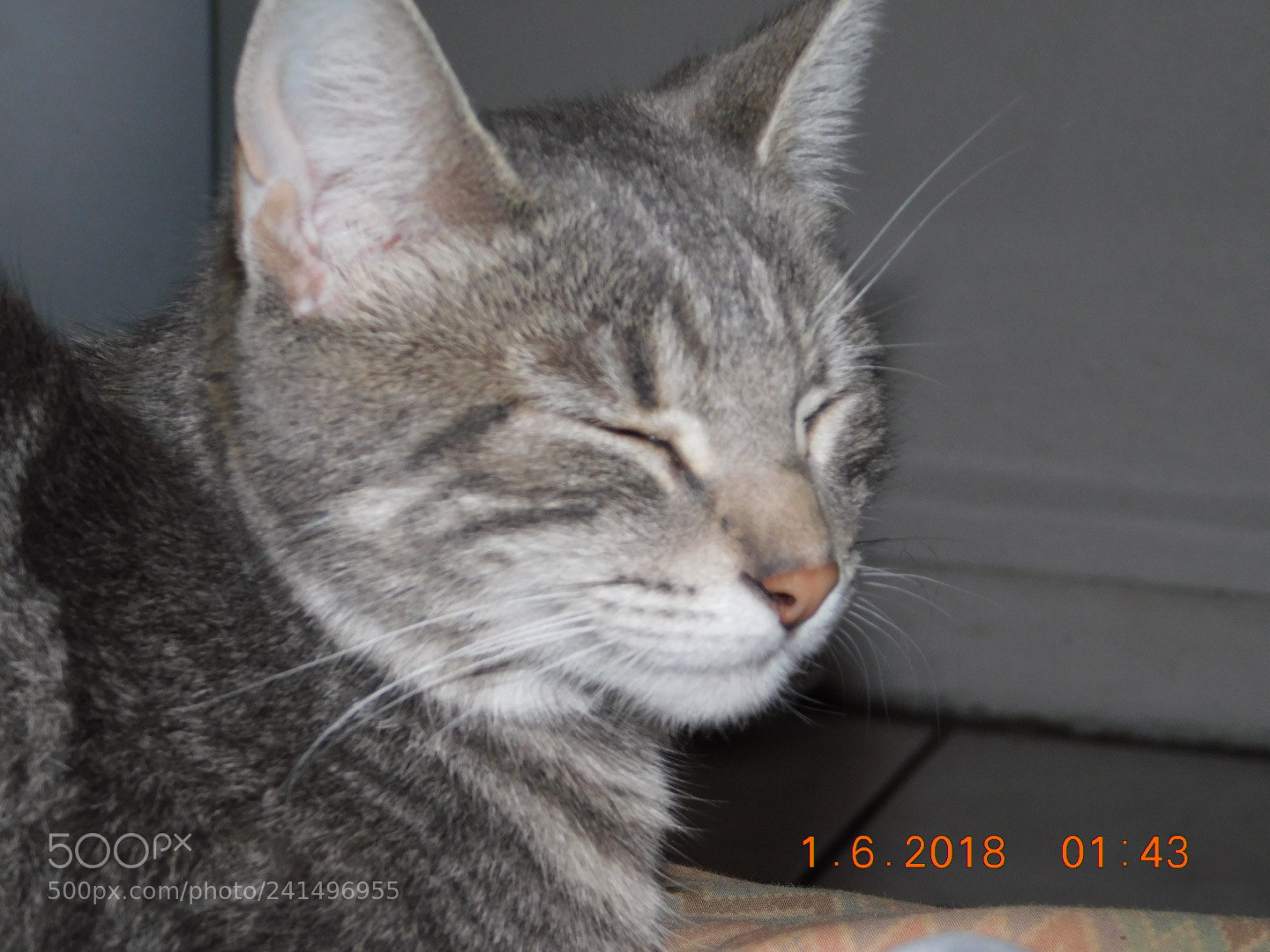 Nikon Coolpix B500 sample photo. Luna ? photography