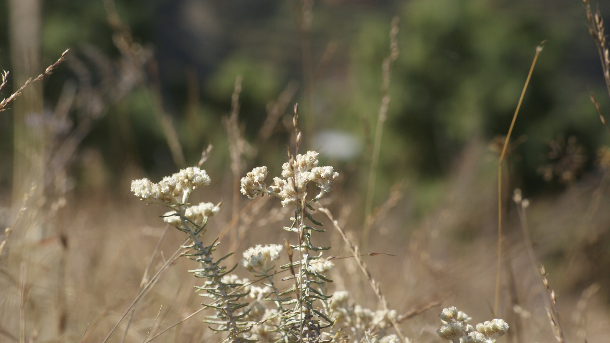 Sony Alpha DSLR-A230 + Sony DT 55-200mm F4-5.6 SAM sample photo. Wildflower photography