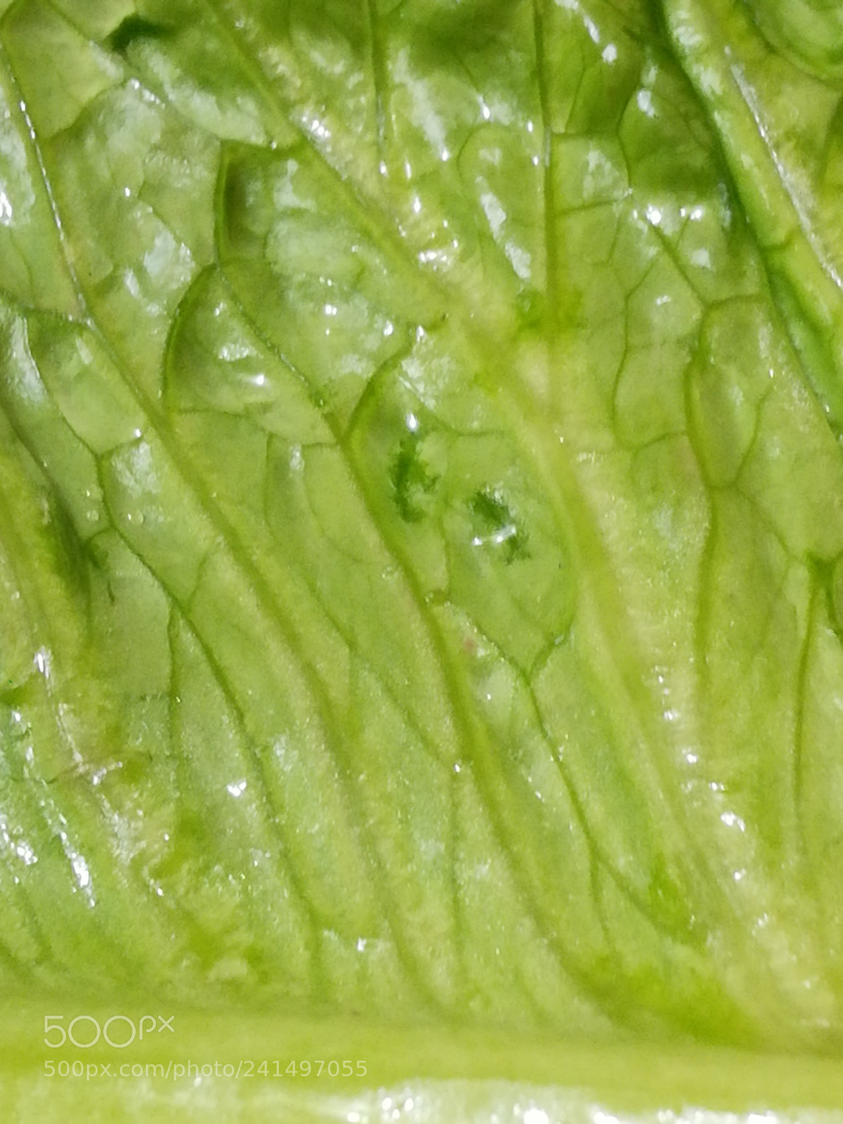 HUAWEI honor 6x sample photo. Green lettuce photography