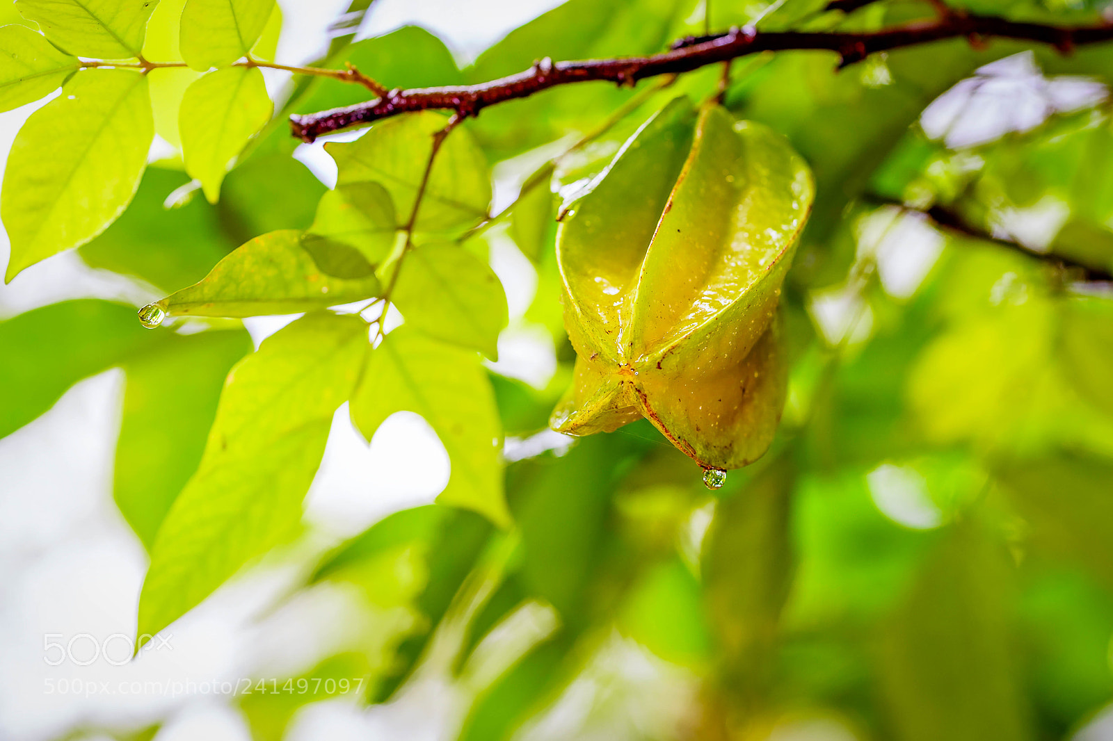 Sony a7 II sample photo. Dsc photography