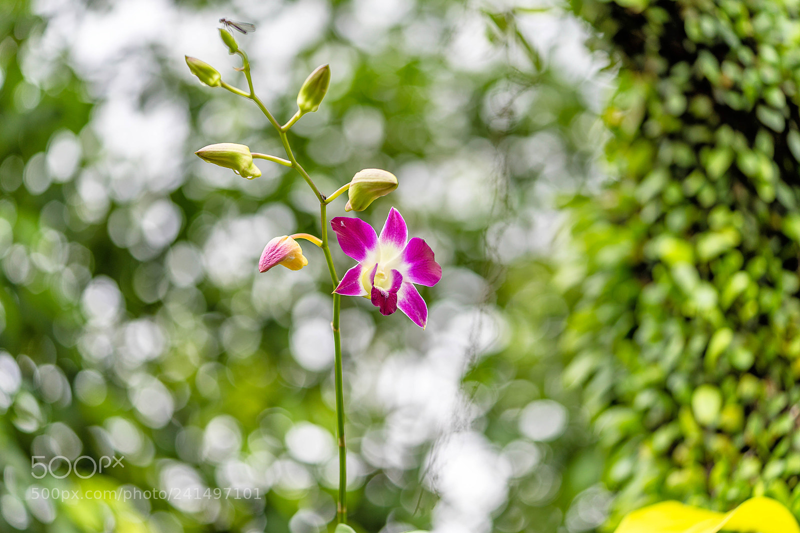 Sony a7 II sample photo. Dsc photography