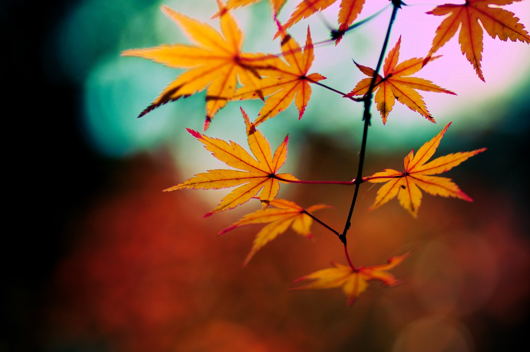 Pentax smc D-FA 100mm F2.8 Macro WR sample photo. 秋の理 photography