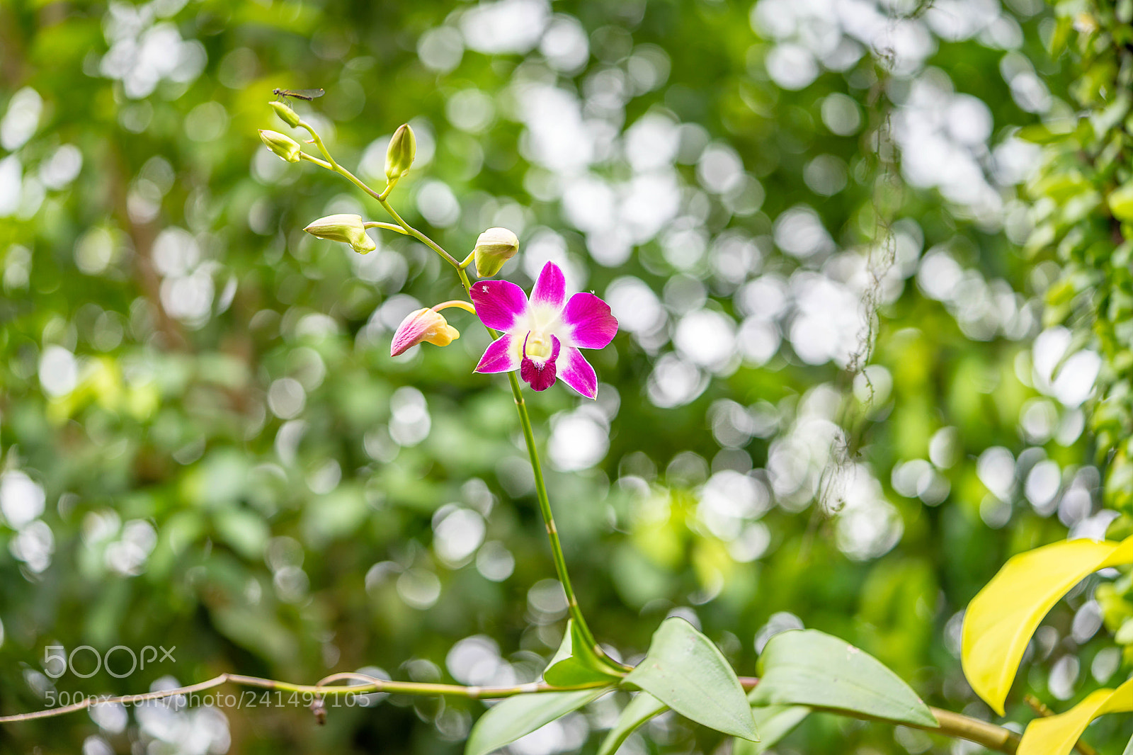 Sony a7 II sample photo. Dsc photography